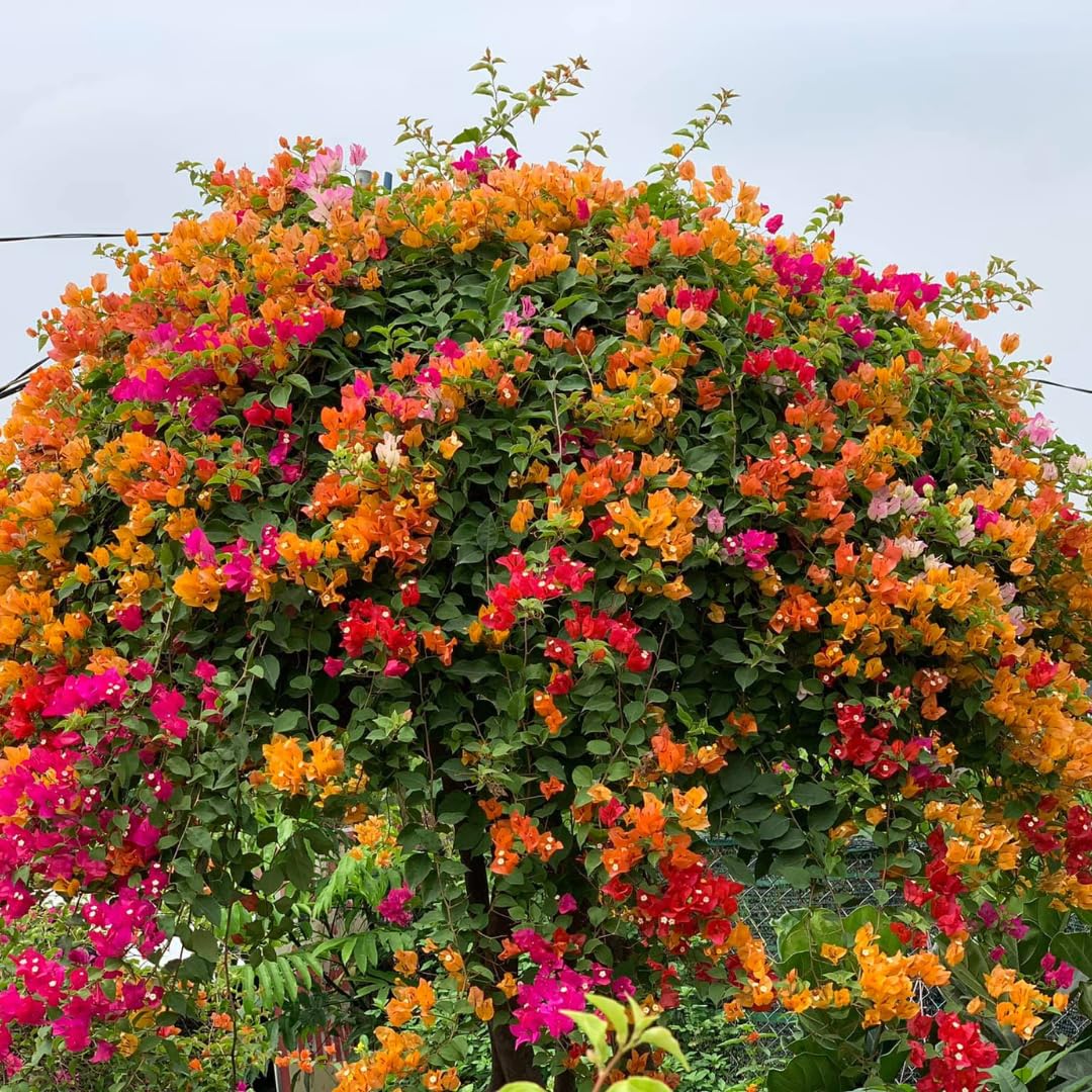2 Orange Bougainvillea Plants Live, Bougainvillea Flower Plant, 3 to 5 Inc Tall, Live Bougainvillea Vine Plant