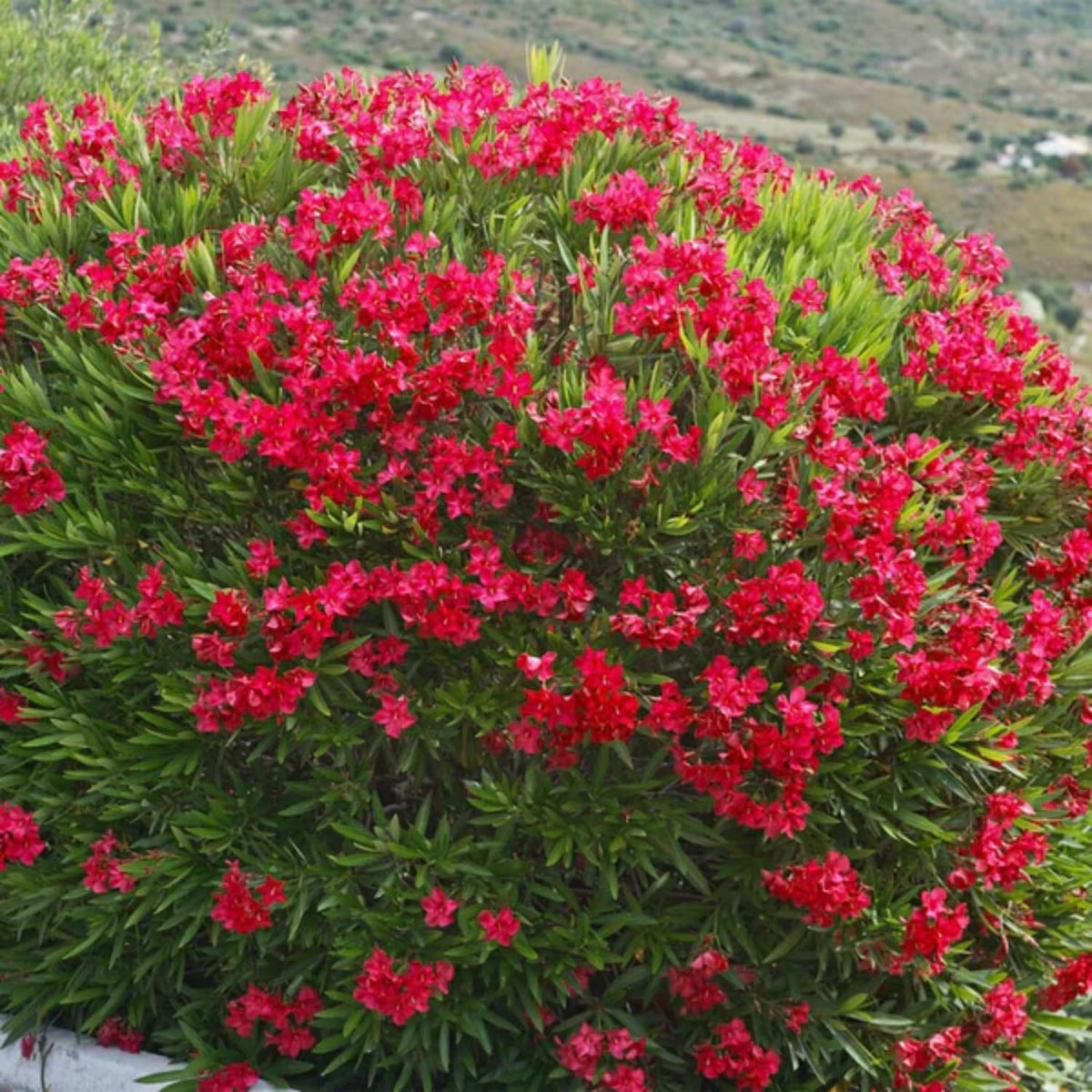 3 Red Oleander Plants Live Oleander Flower Plants, 5 to 7 Inc Tall Plant for Garden