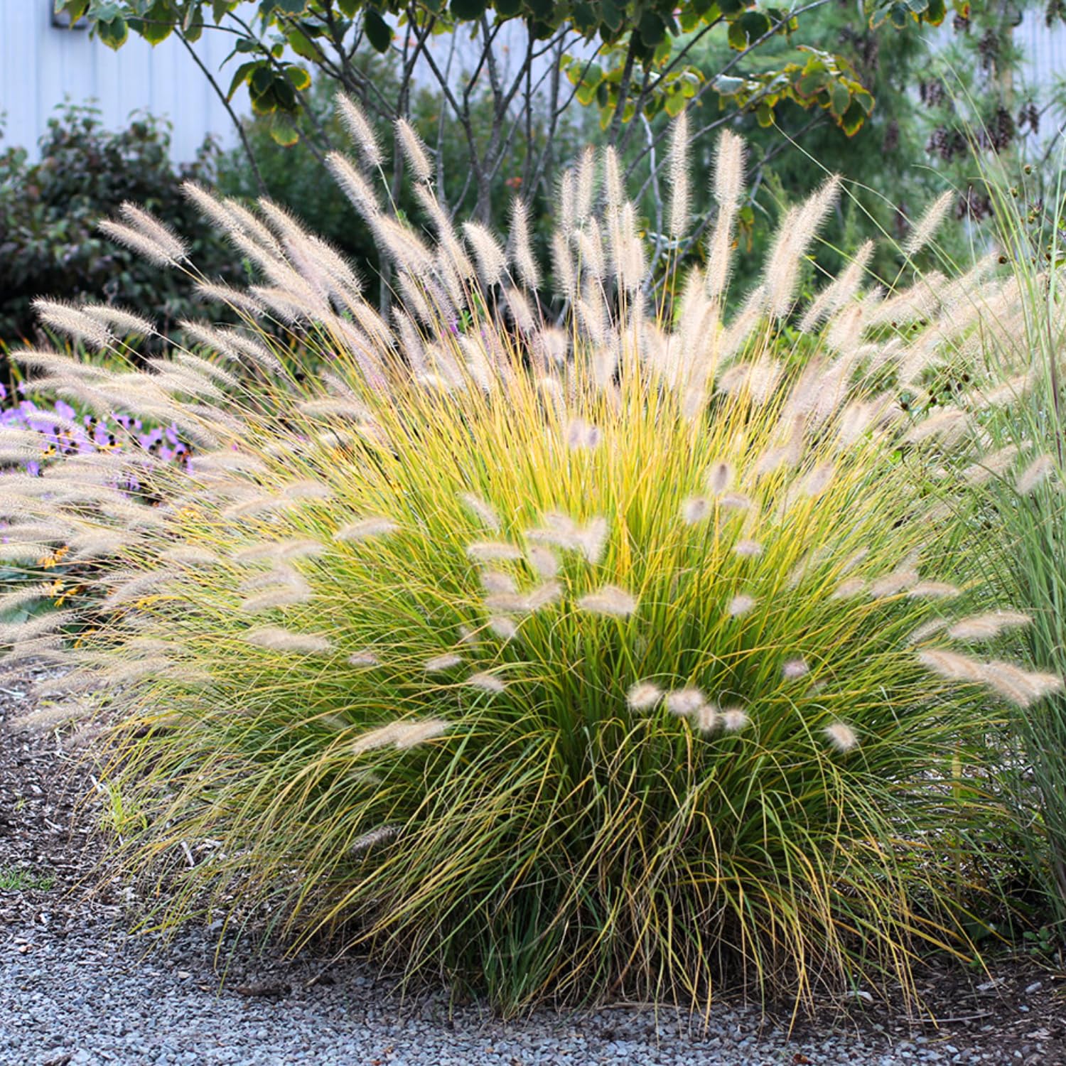 2 Fountain Grass Plants Live, Tall Ornamental Perennial Grass for Landscaping, 5-9 Inch Height Well Rooted to Grow (White Fountain Grass)