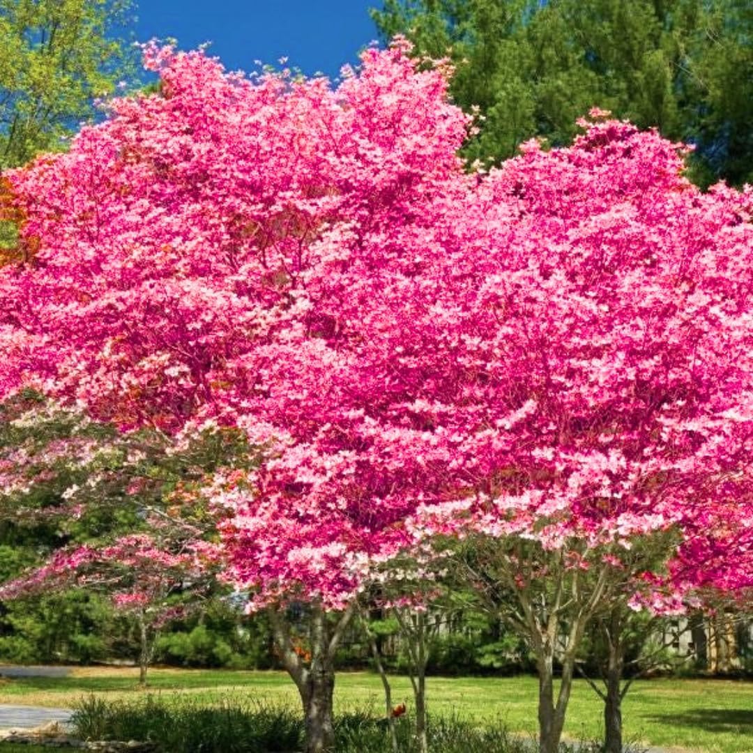 Dogwood Tree Live Plant, Flowering Dogwood Plant Well Rooted in Quart Pot, Dormant Hardy Ornamental Tree (Pink Dogwood)