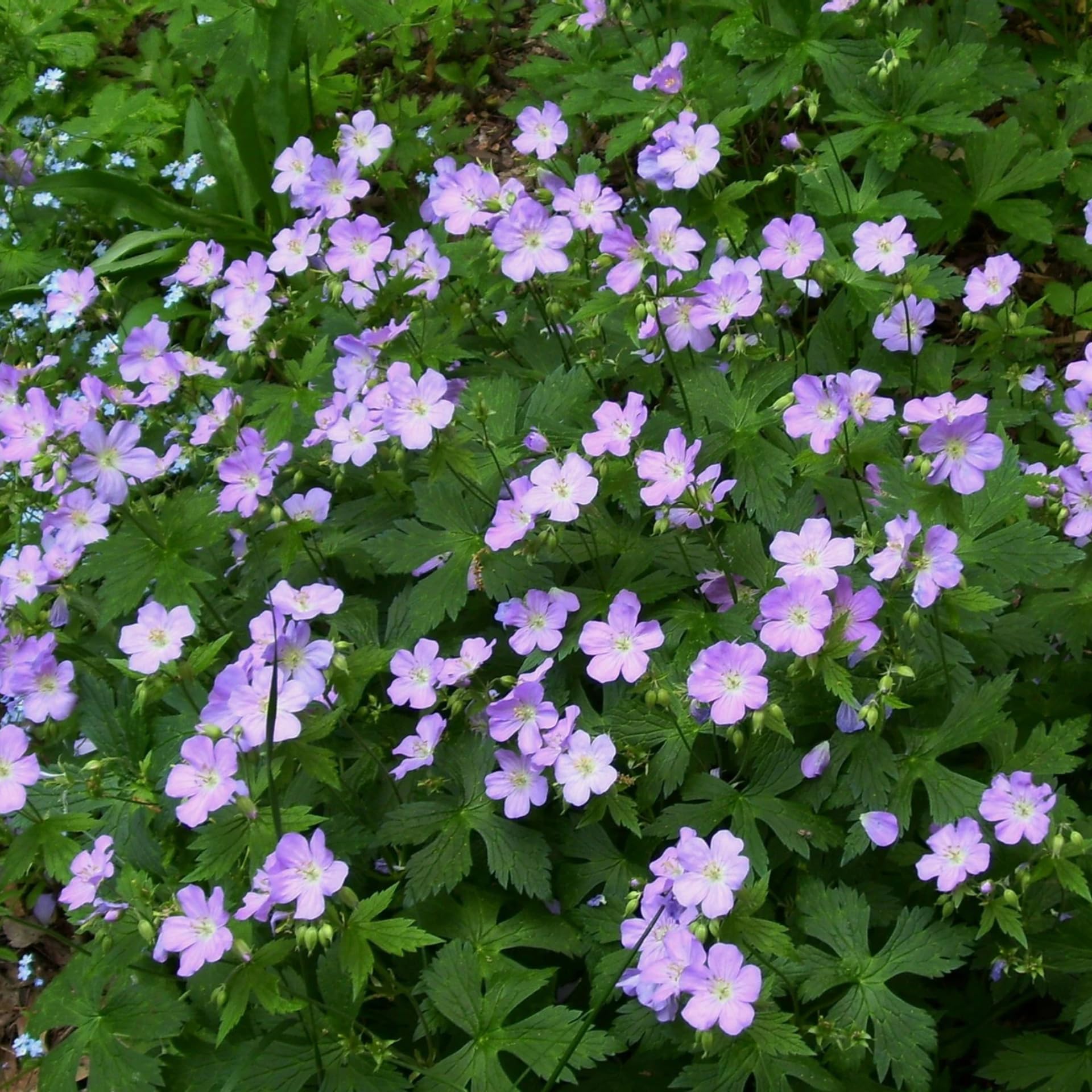 Wild Geranium Plant Roots, 5 Roots Perennial, Purple Flowers Wild Geranium Plant Bulbs Groundcover