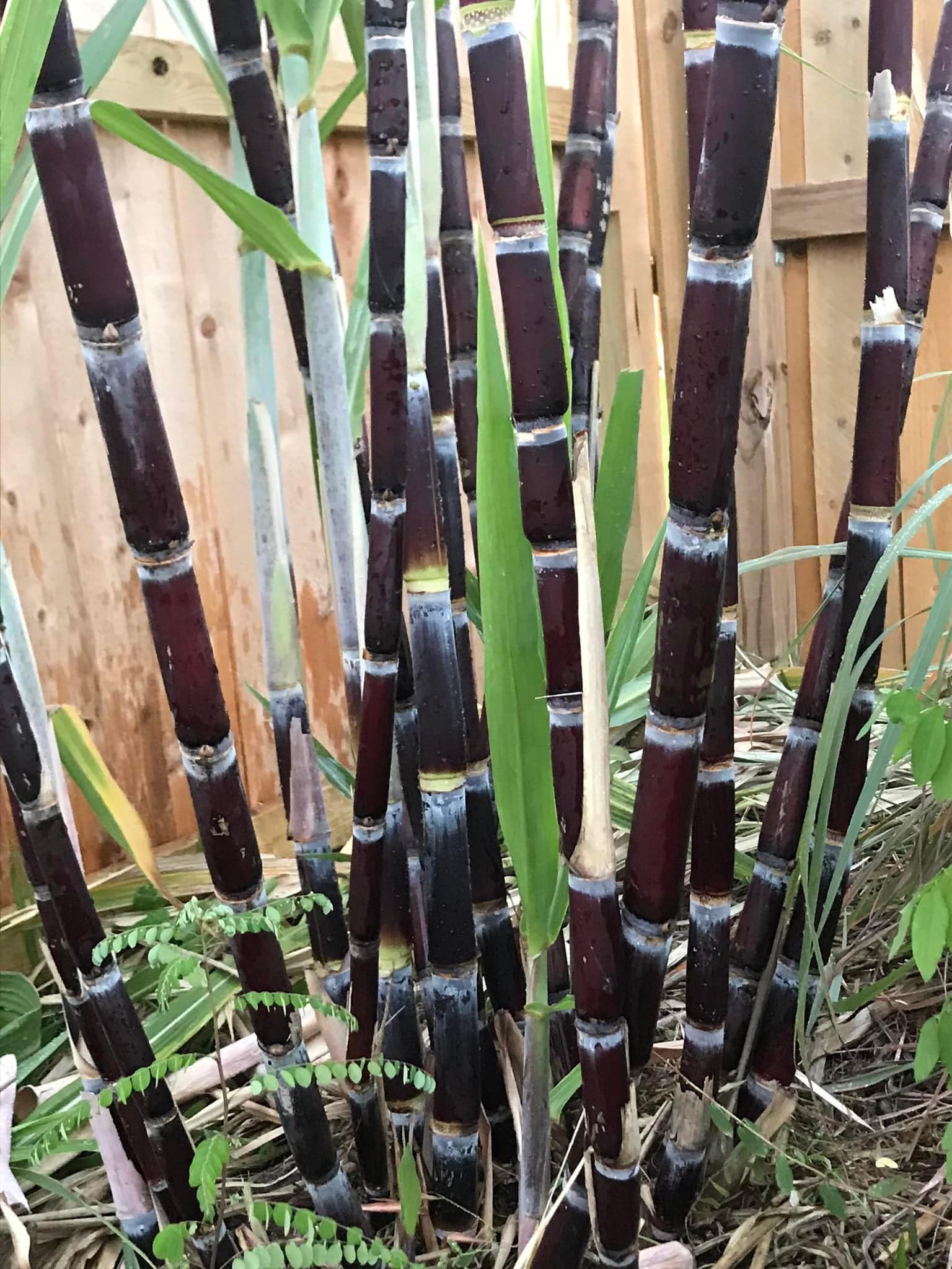 15 Purple Sugar Cane Plants Live Stick Cuttings for Planting, Lot of Nodes, Each Cutting for Easy Growing Sweet Sugarcane, Fresh and High Yield