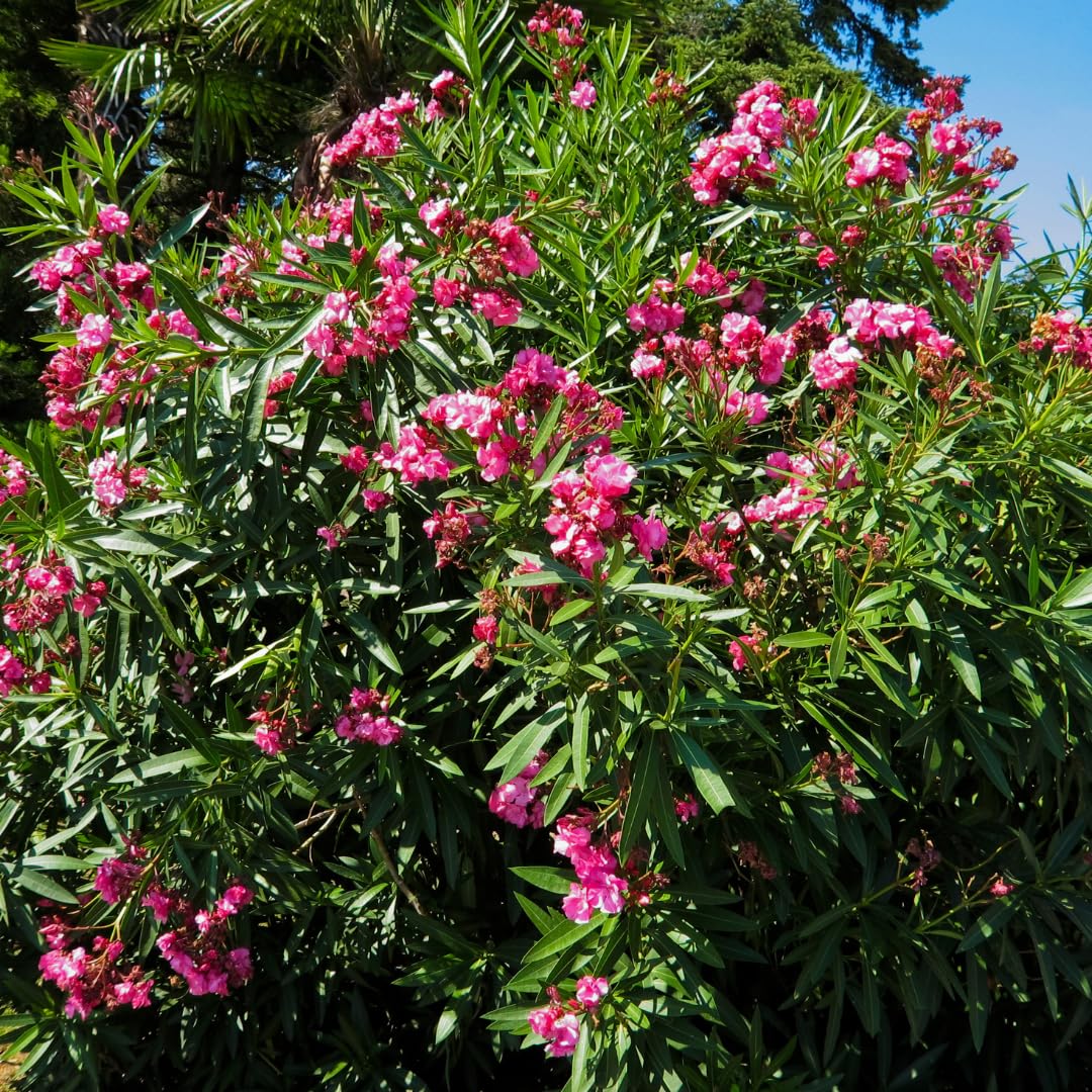 Set of 3 Pink Oleander Plants, Oleander Flower Bushes, Fragrant Flower Plants, 4 to 7 inches Tall for Indoor or Outdoor Planting