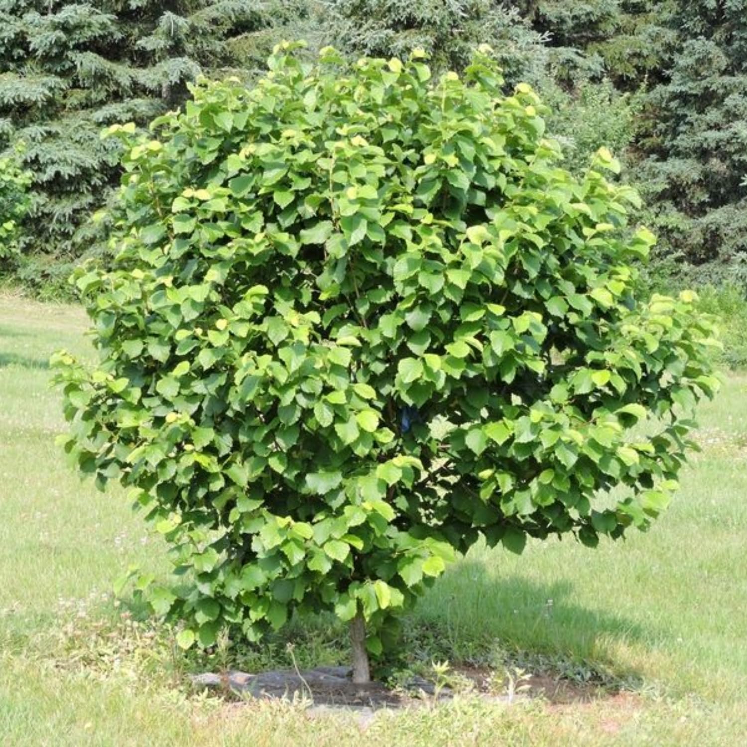 Hazelnut Tree Plant Live, 1-2 Feet Tall Fully Rooted, Fast-Growing Nut Tree, Edible Cold Hardy Fruit Trees, Winter Dormant
