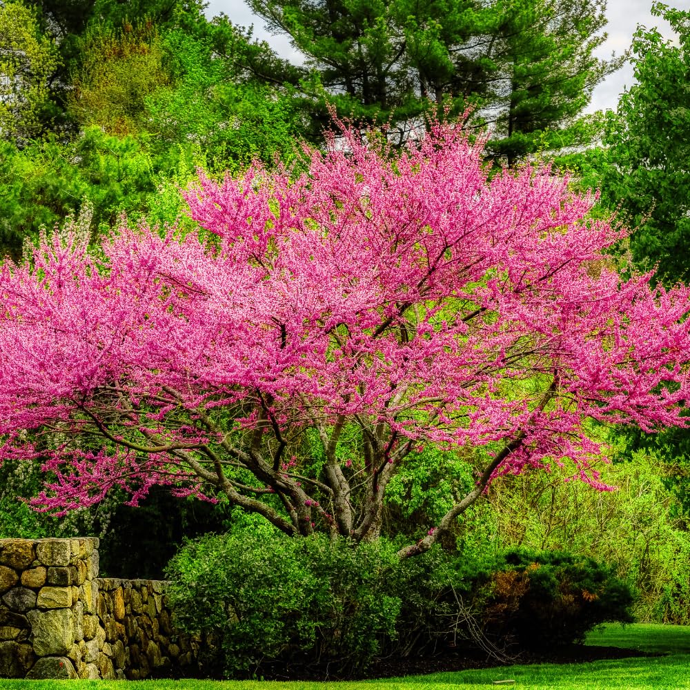 Eastern Redbud Tree Live Plant, Hardy Flowering Red Bud Plant from 1 to 2 Feet Tall, Vibrant Flowers for Outdoor Garden