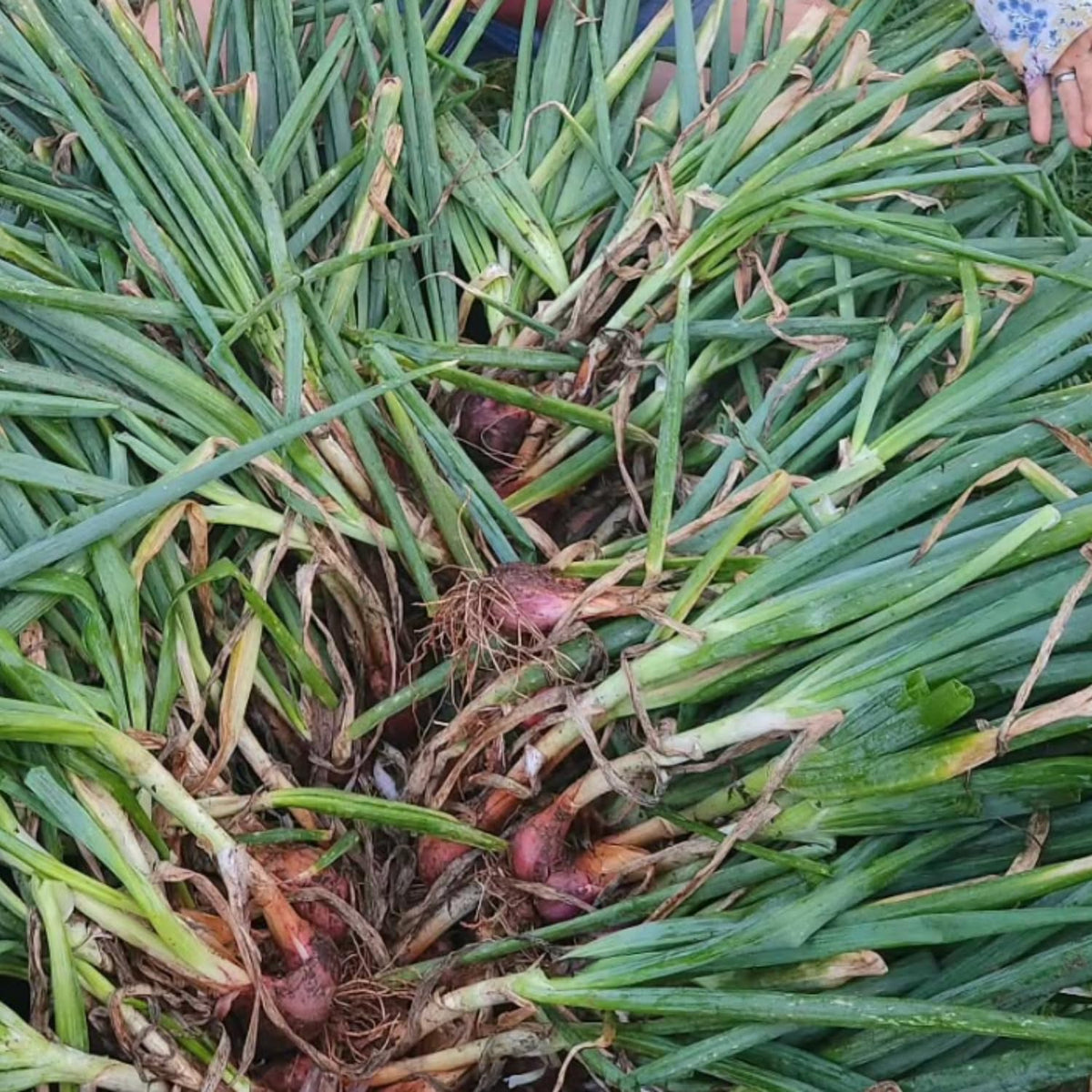 5 Hardy Walking Onion Live Plants, Fresh Vegetable Plant, 4 Inch Tall