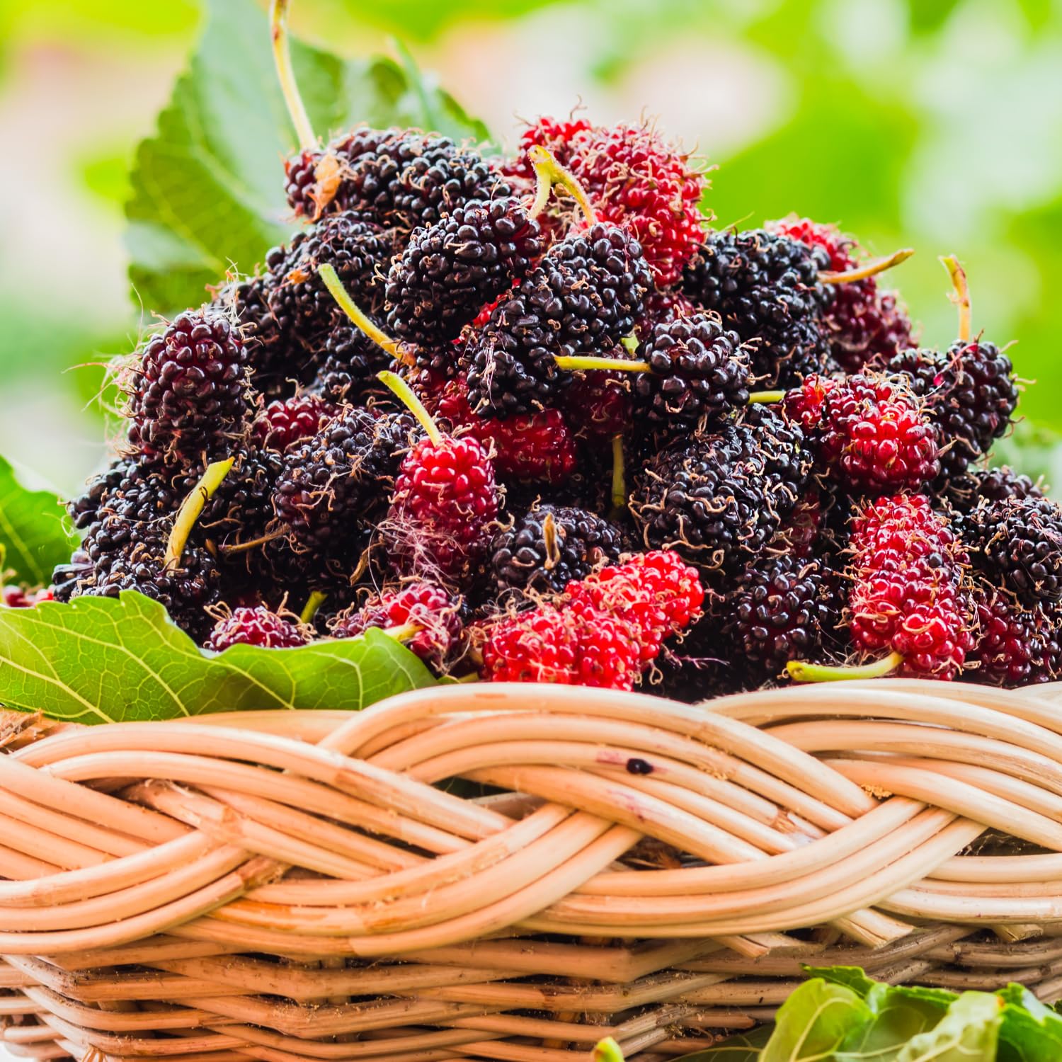 Sweet Illinois Mulberry Tree Live Plant, Hardy Well Rooted 4-8'' Tall, Mulberry Fruit Tree for Indoor Outdoor Spring Planting Mulberries