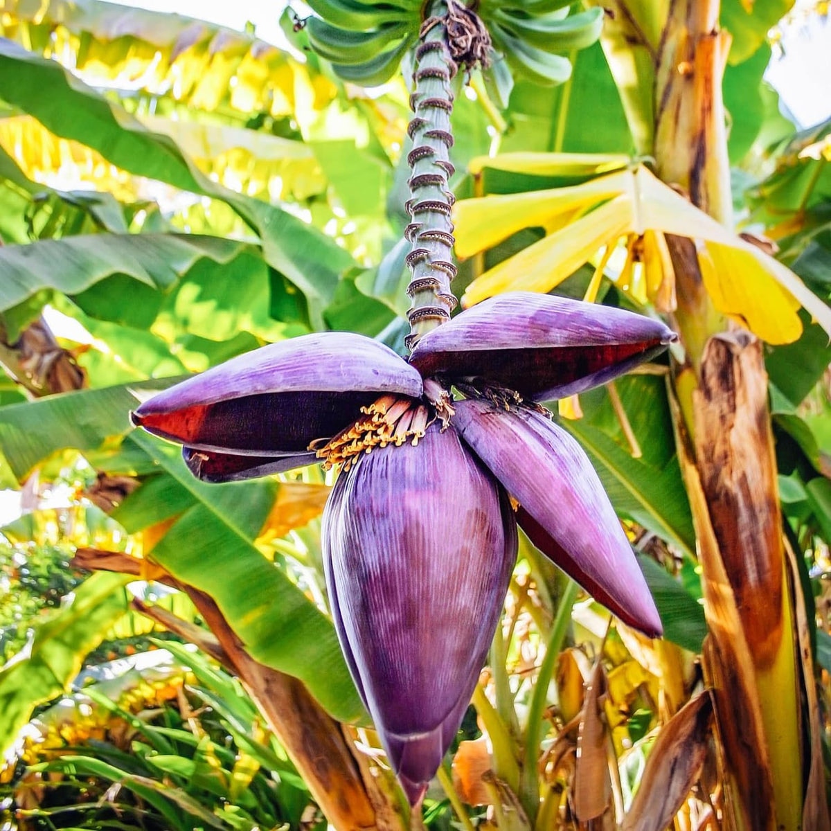 Zebrina Banana Tree Live Plant, Cold Hardy Banana Plant Live, Tropical Banana Fruit Seedling, Well Rooted 4-8 Inch Tall