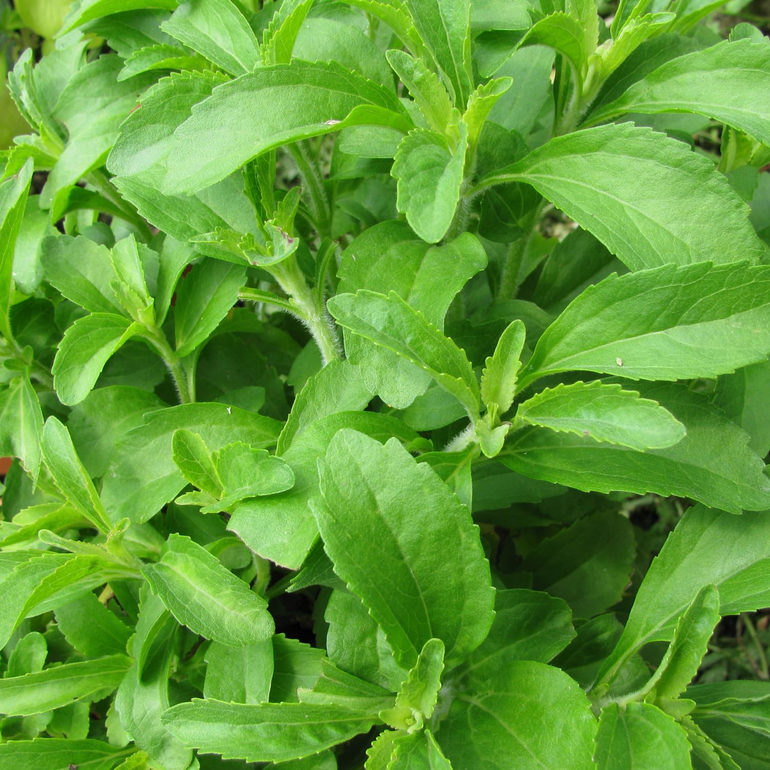 Pack 2 Stevia Live Plants, Well Rooted 4-7 Inches, Hardy Herb for Garden or Containers Planting