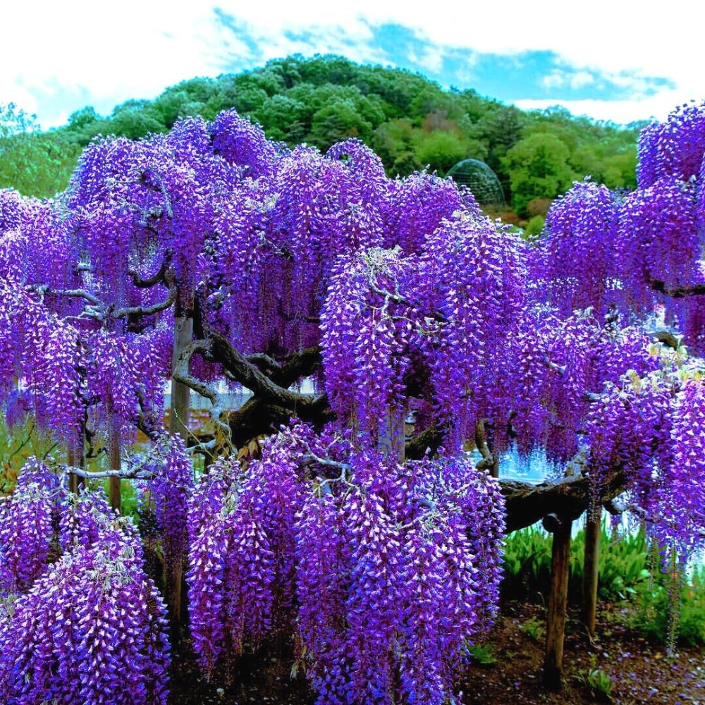 Wisteria Bushes Live Plant, 8-12'' Tall Well Rooted, Purple Flowering Vine for Outdoor Growing (Purple Wisteria)