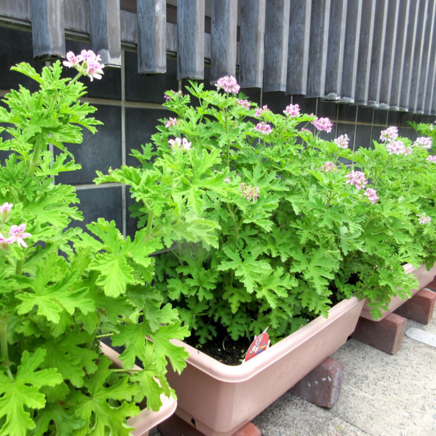 Citronella Plants Live, 5 to 8 Inc Tall, Live Citronella Plants Herb Plant Outdoor Growing