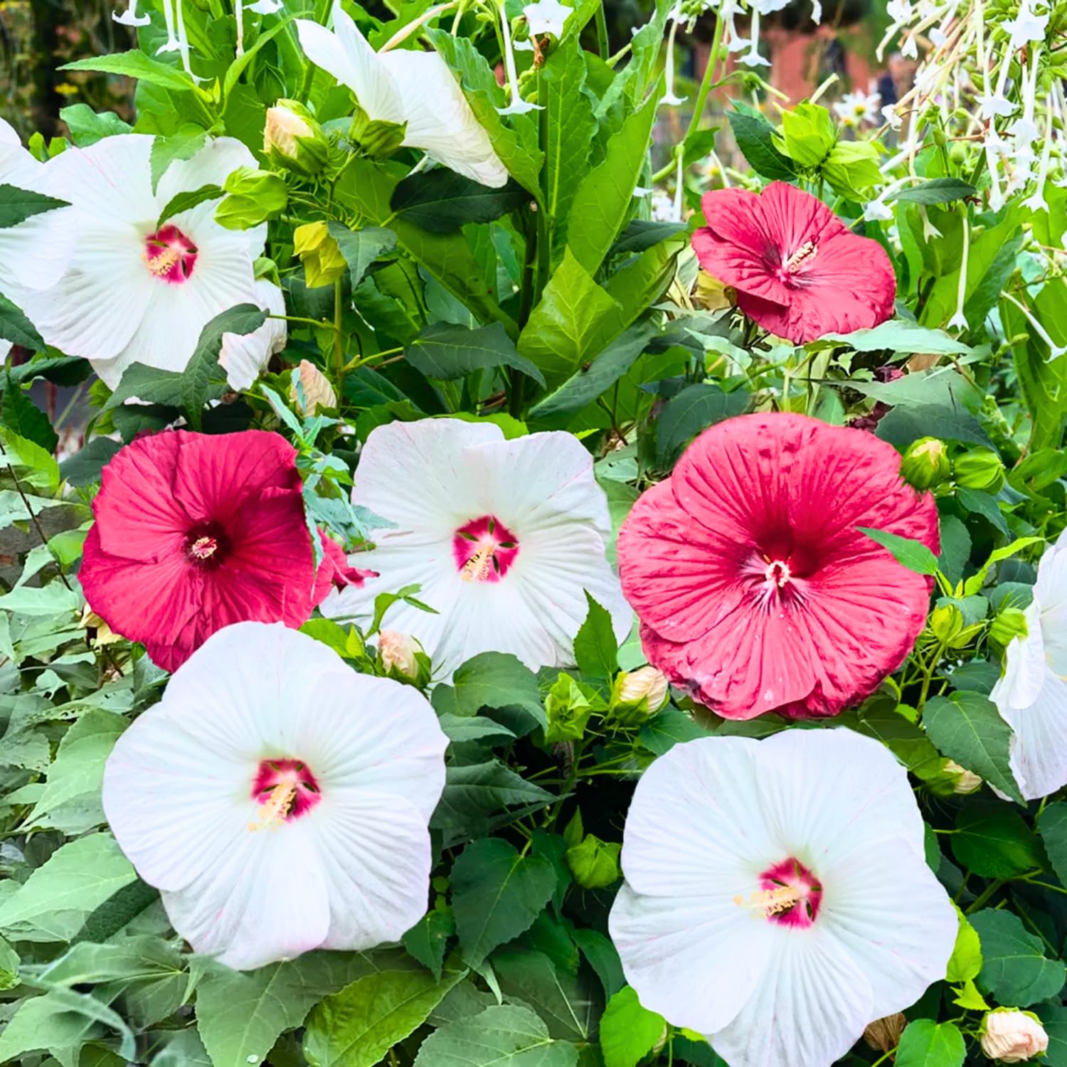 2 Hibiscus Trees Live Plants, 5-8” Tall Hardy Plants Live, Perennial Flowers (Mix Hibiscus)