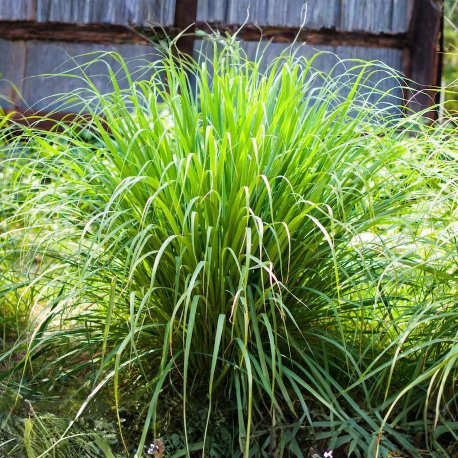 6 Live Lemongrass Plants Stalks Rooted, Hardy Fragrant Lemon Grass Herb for Planting Indoor Outdoor