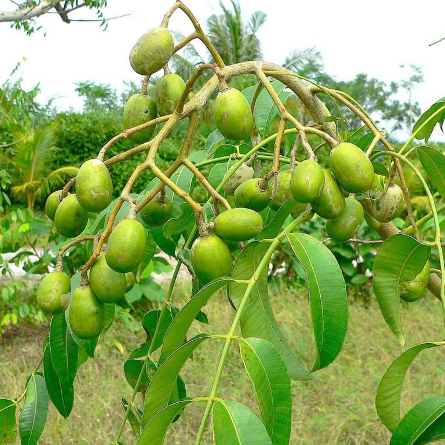 June Plum Tree Plant in 3 Gallon Pot, 2-3 Ft Tall June Plum Plant, Tropical Fruit Plants for Planting Home Garden Patio