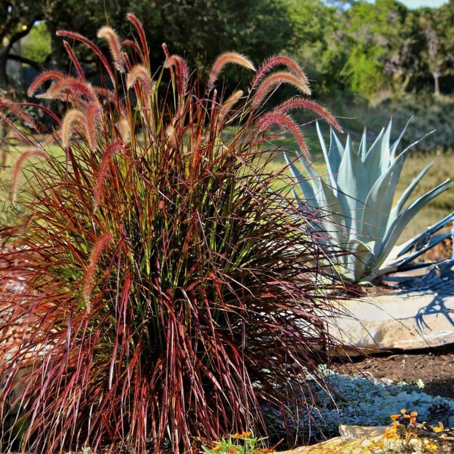 2 Red Fountain Grass Plants Live, 4-8" Tall Red Purple Ornamental Grasses Live Plants Perennial for Planting, Well Rooted Plant, No Pot