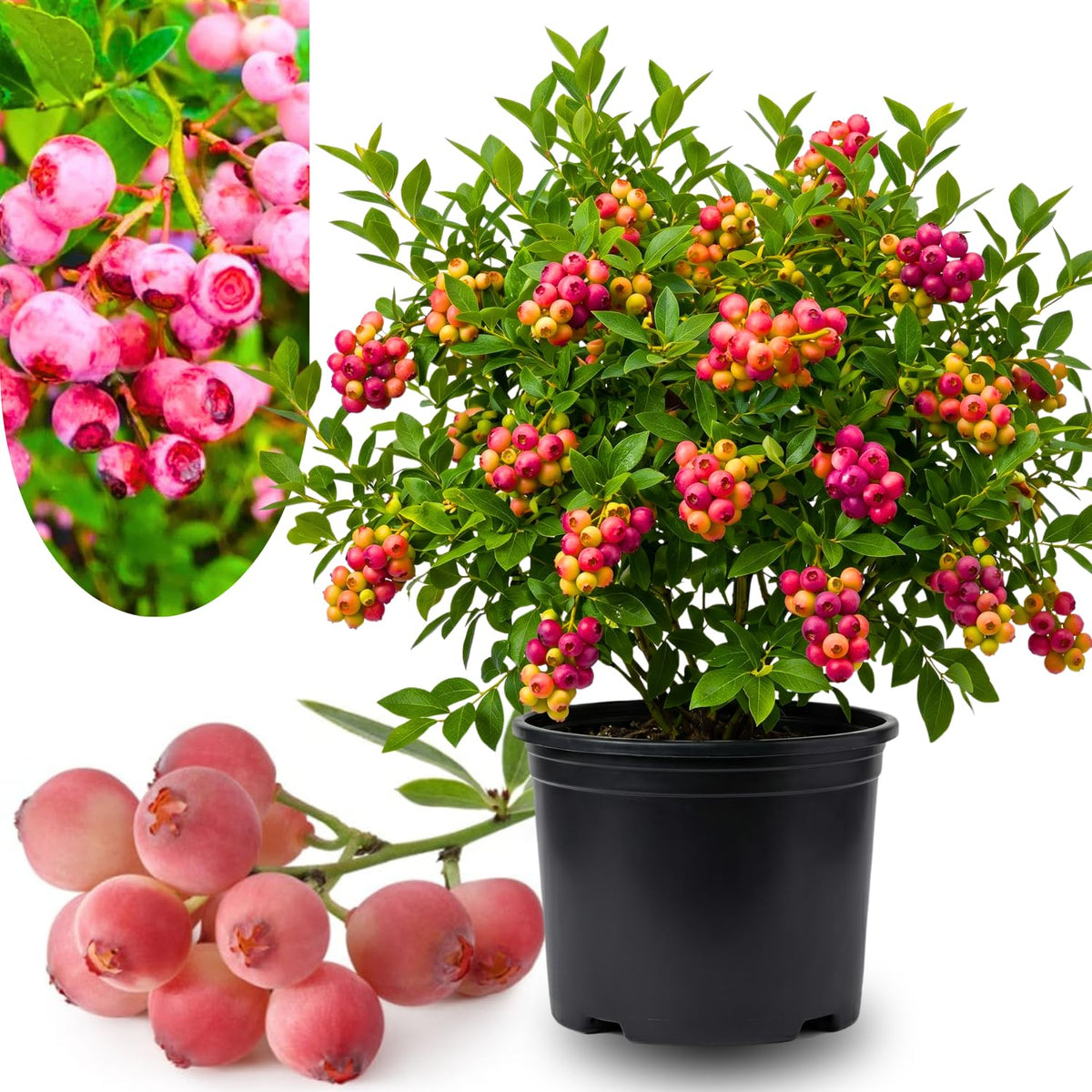2 Year Old Pink Lemonade Blueberry Bush Tree Live Plant 1-2Feet Tall in 1 Gallon Pot, Blueberries Plants, High Yielding, Ready to Fruit, No CA