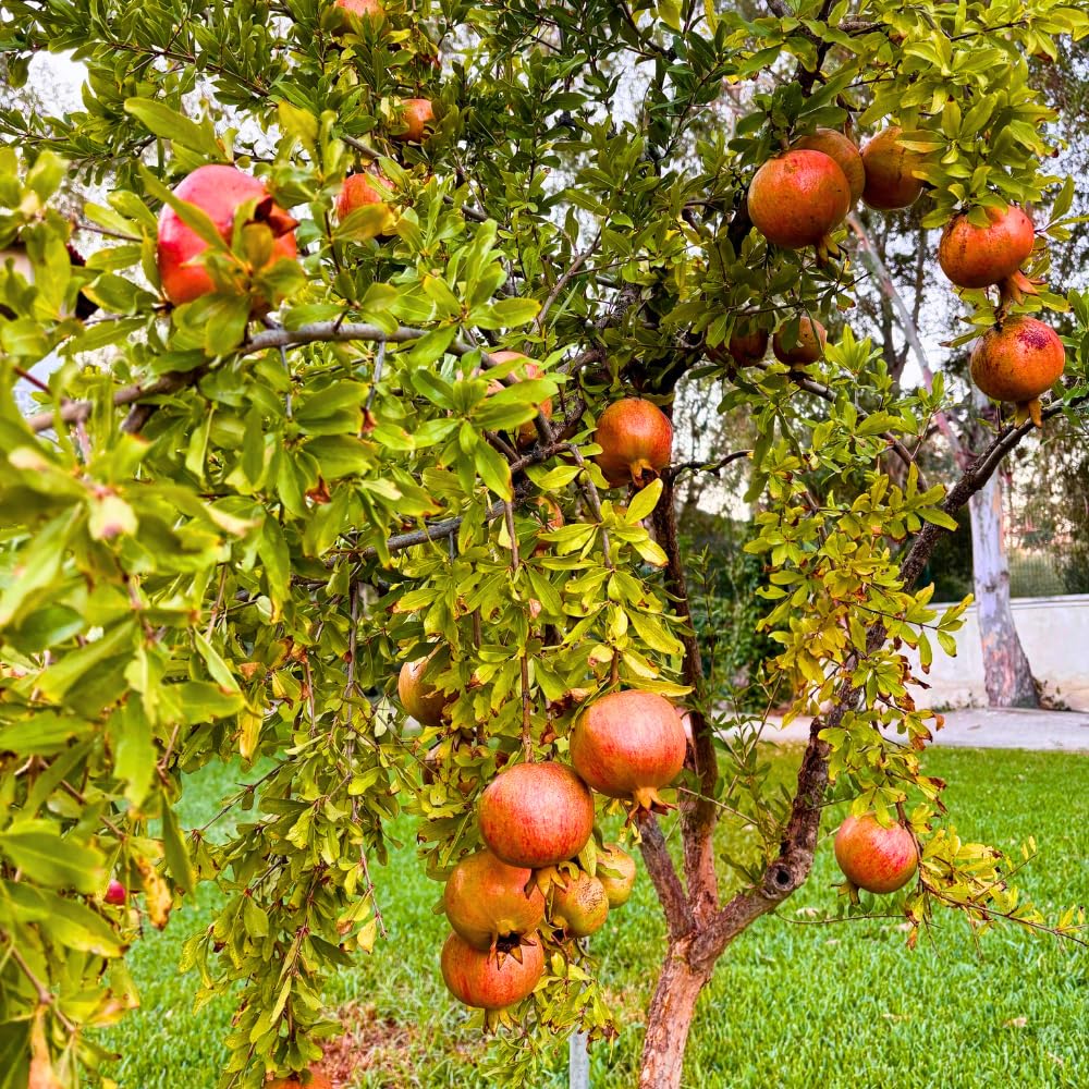 Live Pomegranate Plant for Growing, Hardy Fruit Tree 2 to 3 Feet Tall, 3 Gallon Pot, Ideal for Garden or Patio, No Ship to CA