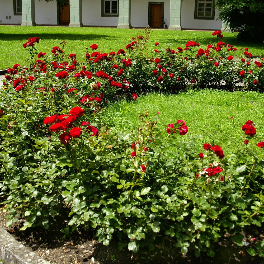 Climbing Rose Live Plants, Red Rose Bushes for Planting Outdoors, 2-3 Feet Height, Vibrant Red Flowers