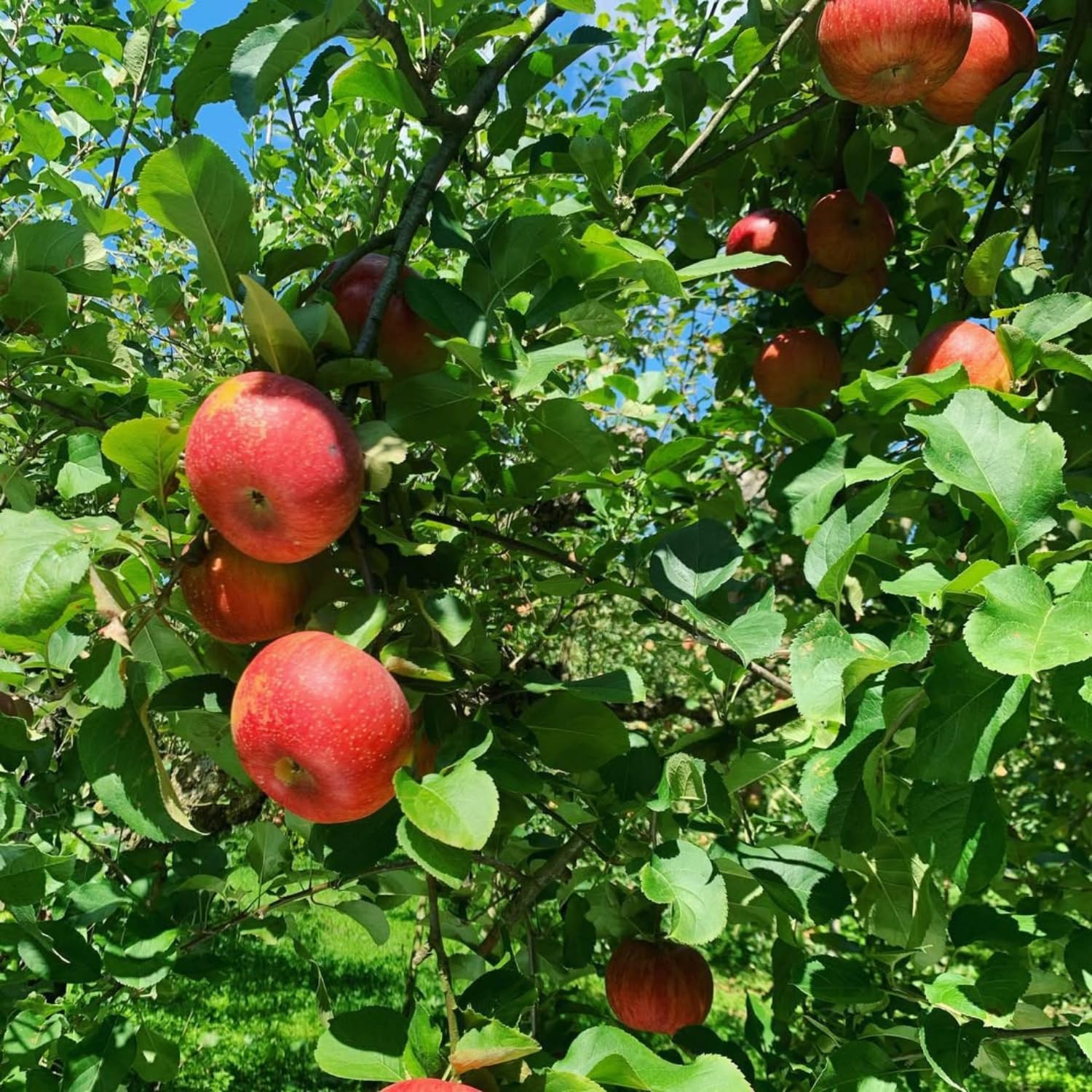 Delicious Apple Tree Live Plant, 3 Gallon Pot from 2 to 3 Feet Tall, Apple Trees Live Plants, Fruit Tree for Outdoor Gardening, No Ship to CA (Red)