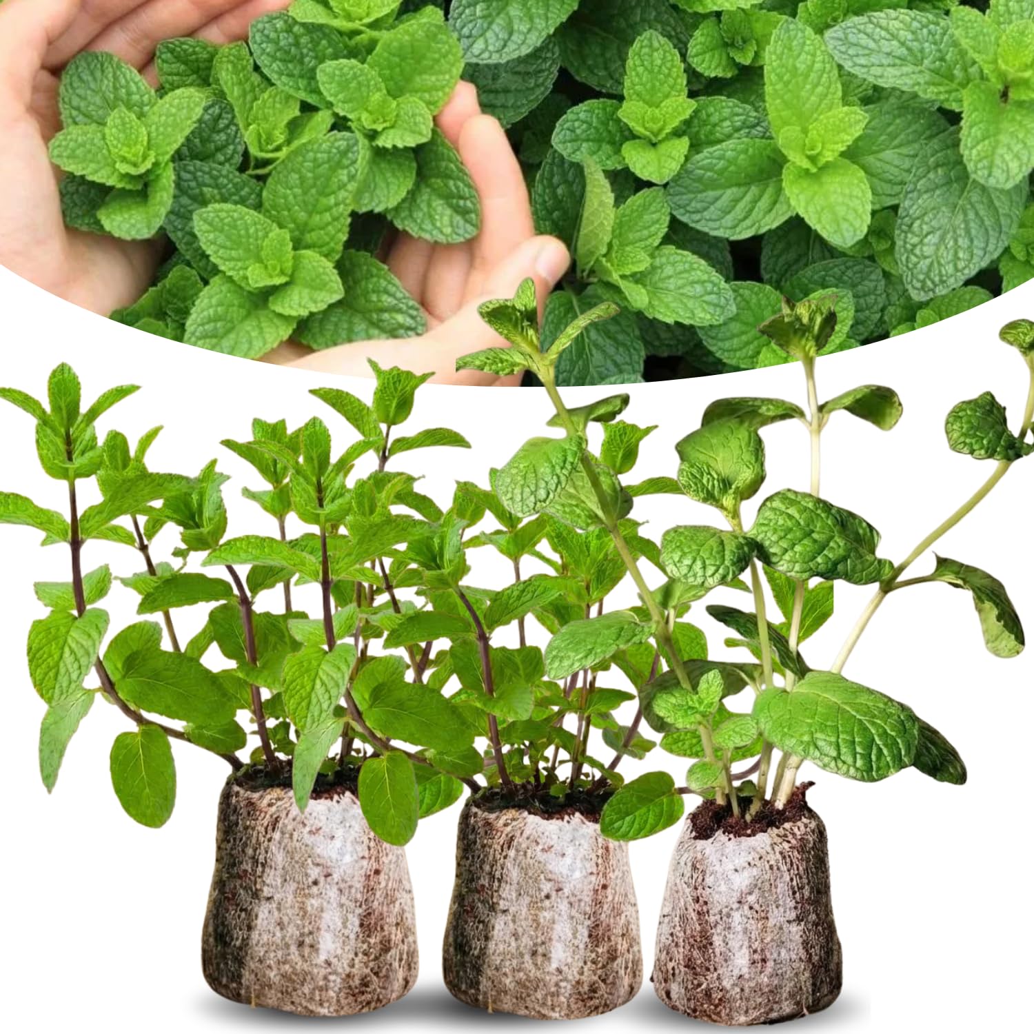Pack 3 Mint Plants Live, 4-6" Very Fast Growing, Fragrant Culinary Herb Mint for Indoor Outdoor Gardening, Cold Hardy, Spring Planting, Random