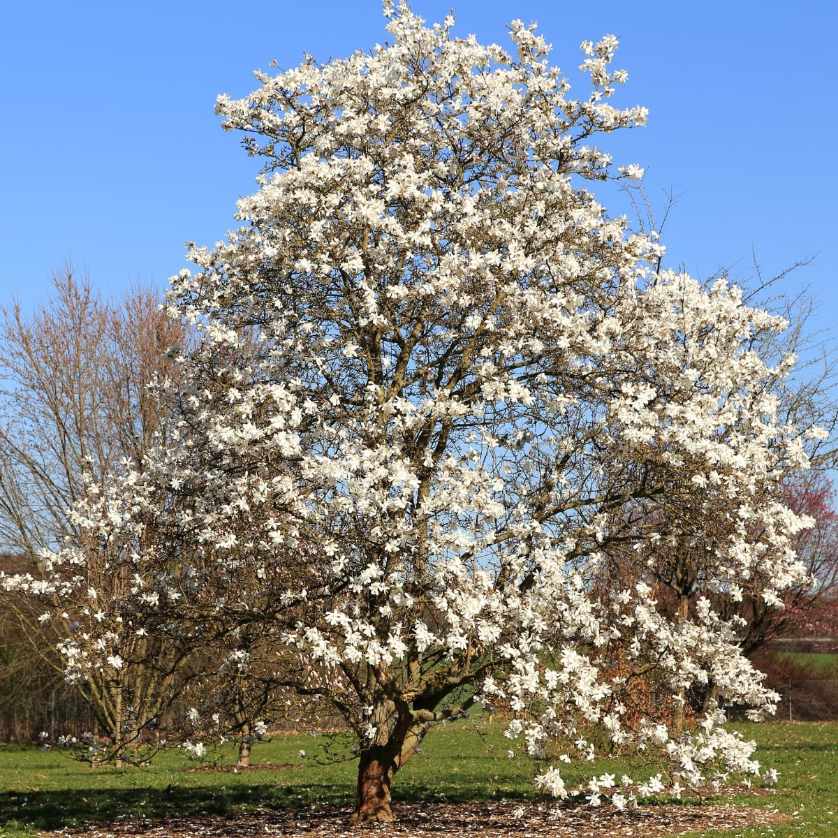 Star Magnolia Tree, 18-24 Inch Magnolia Trees Live Plants, 1Gallon Pot, Fragrant White Flowers, Dormant in Winter
