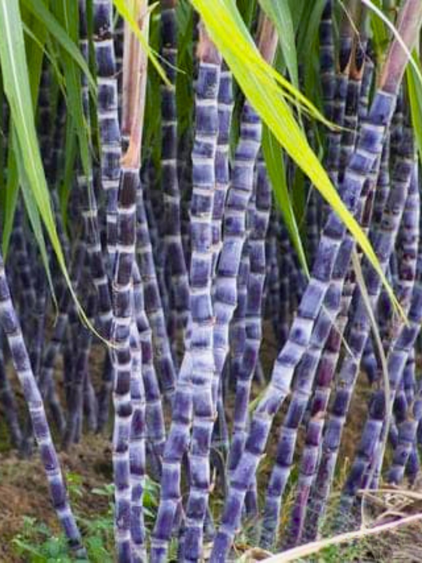5 Purple Black Sugar Cane Plants Live Rooted Cuttings, Sweet Sugarcane Ready to Plant, 2-3 Inches Tall, Ideal for Growing Sweet, Fresh Sugar Cane