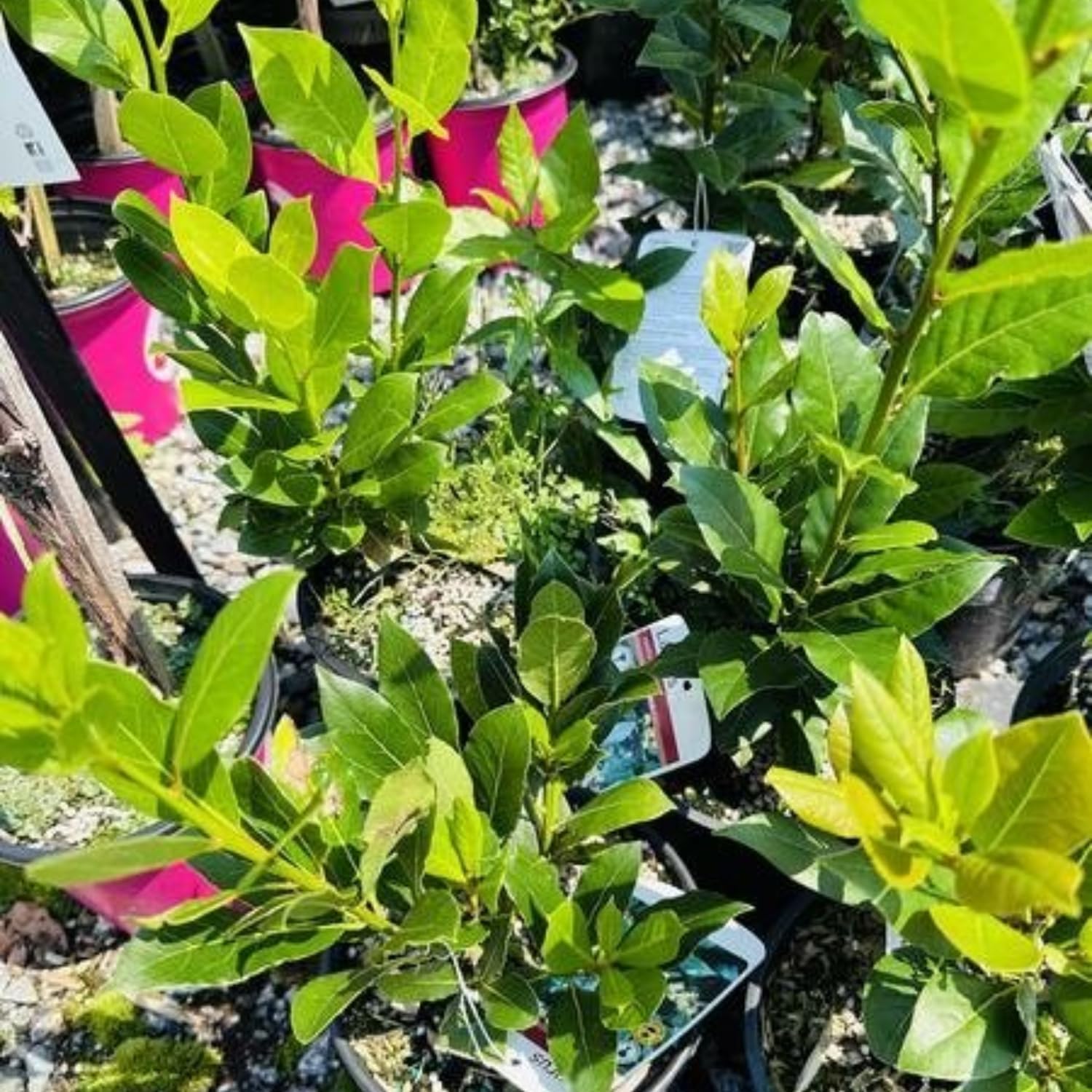 Laurus Nobilis Bay Leaf Tree Live Plant, Bay Leaf Plant Live, 5-9" Height, Sweet Bay Laurel Sweet Live Plant Indoor Outdoor Home Garden