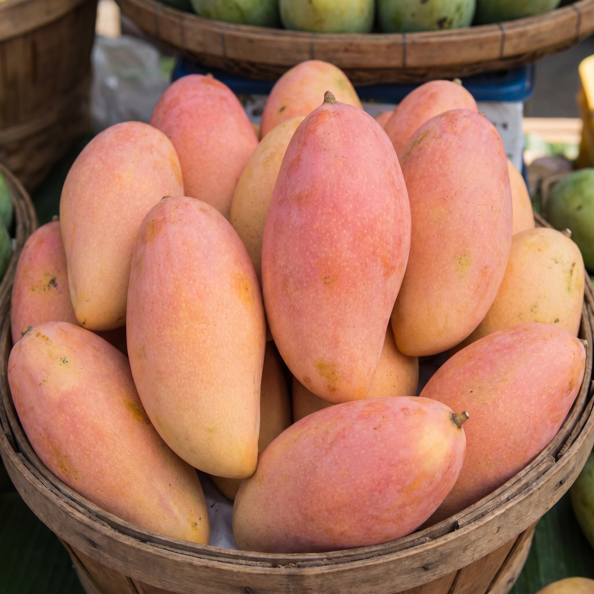 Maha Chanok Mango Tree Live Plant 2.5-3 Ft Tall, Tropical Fruit Tree for Garden Planting, Outdoor Mango Plant in 3 Gallon Pot, No Ship to CA
