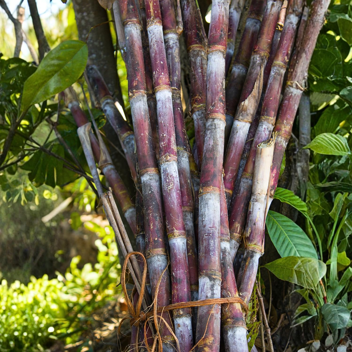 20 Sugarcane Cuttings for Planting, Fresh Sugar Cane Plant Stalks, Starter Cane Cuttings for Outdoor Garden or Container Growing, No Ship to CA (Purple Sugarcane)