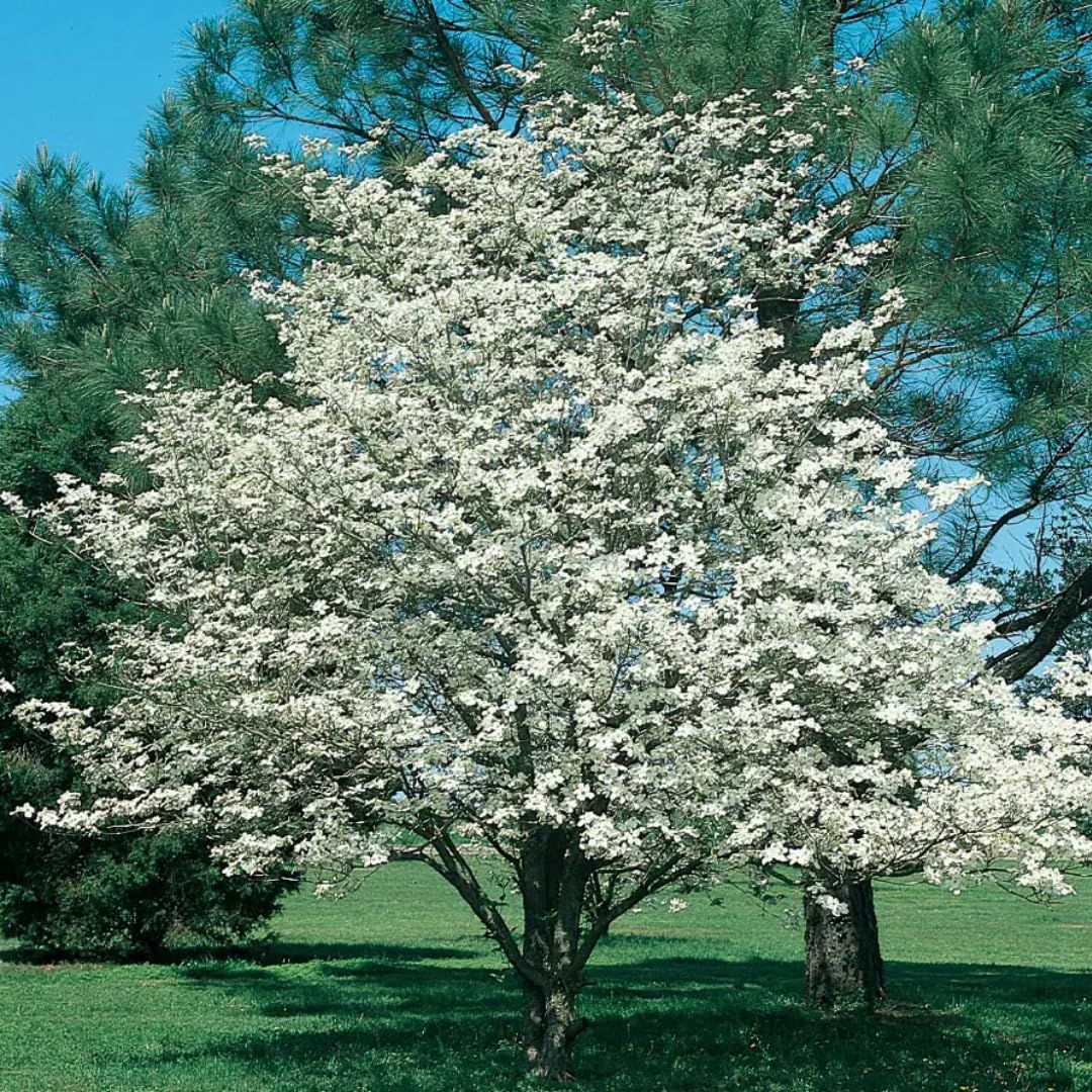 White Dogwood Tree Live Plant, 6"-1 Ft Dormant Bare Root, Flowering Dogwood Plant Well Rooted Cold Hardy Ornamental Trees Plants Outdoor