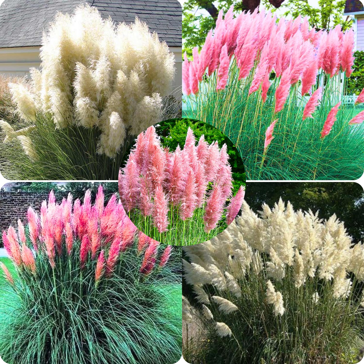 2 Pampas Grass Plants Live, Tall Ornamental Perennial Grass for Landscaping, 5-9 Inch Height Well Rooted (Mix Pampas Grass)