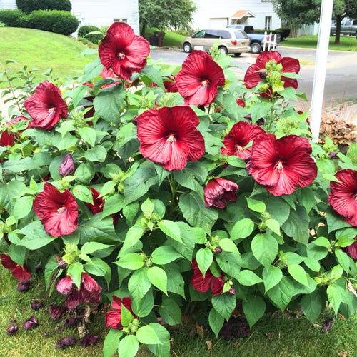 2 Red Hibiscus Plants Live, 5-9" Tall, Hardy Hibiscus Tree Live Plant, Hibiscus Flowers Plant