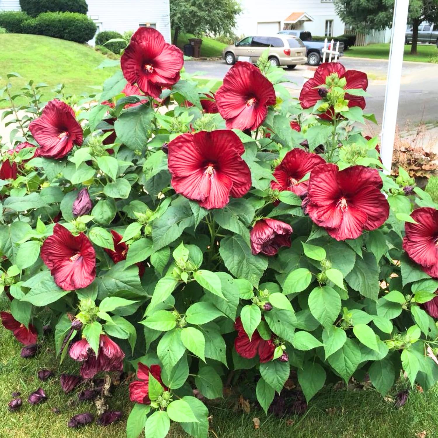 Pack 2 Red Hibiscus Trees Live Plants, 5-8” Tall Hardy Hibiscus Plants Live, Perennial Hibiscus Flowers