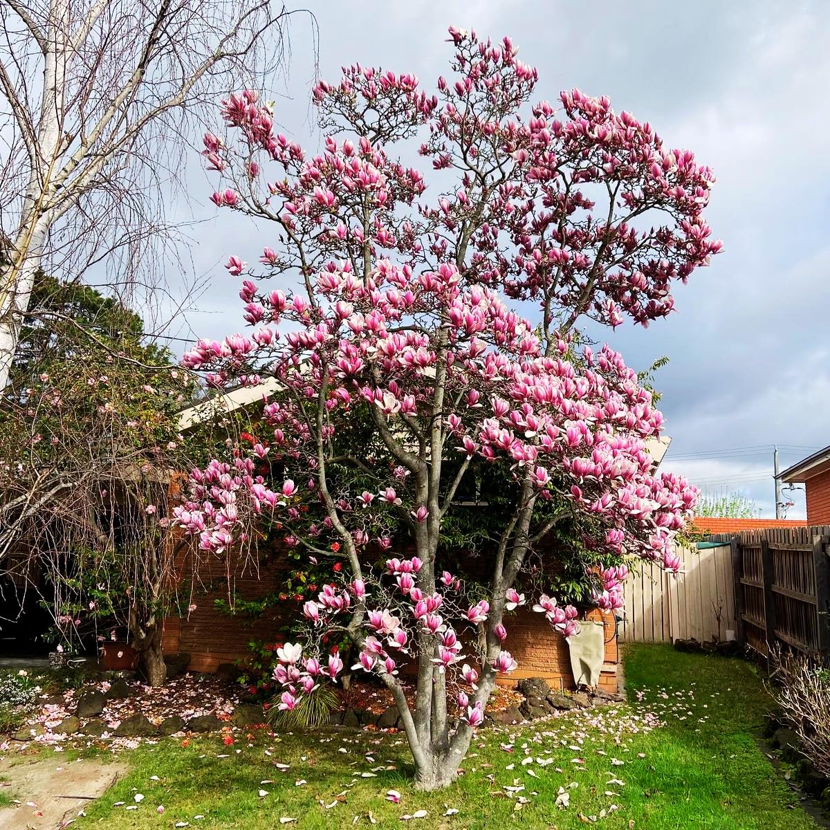 Saucer Magnolia Tree, 6-12 Inch Magnolia Trees Live Plants for Planting Outdoor, 2.5 Inch Pot Fragrant Pink White Flowers Plant, Dormant in Winter