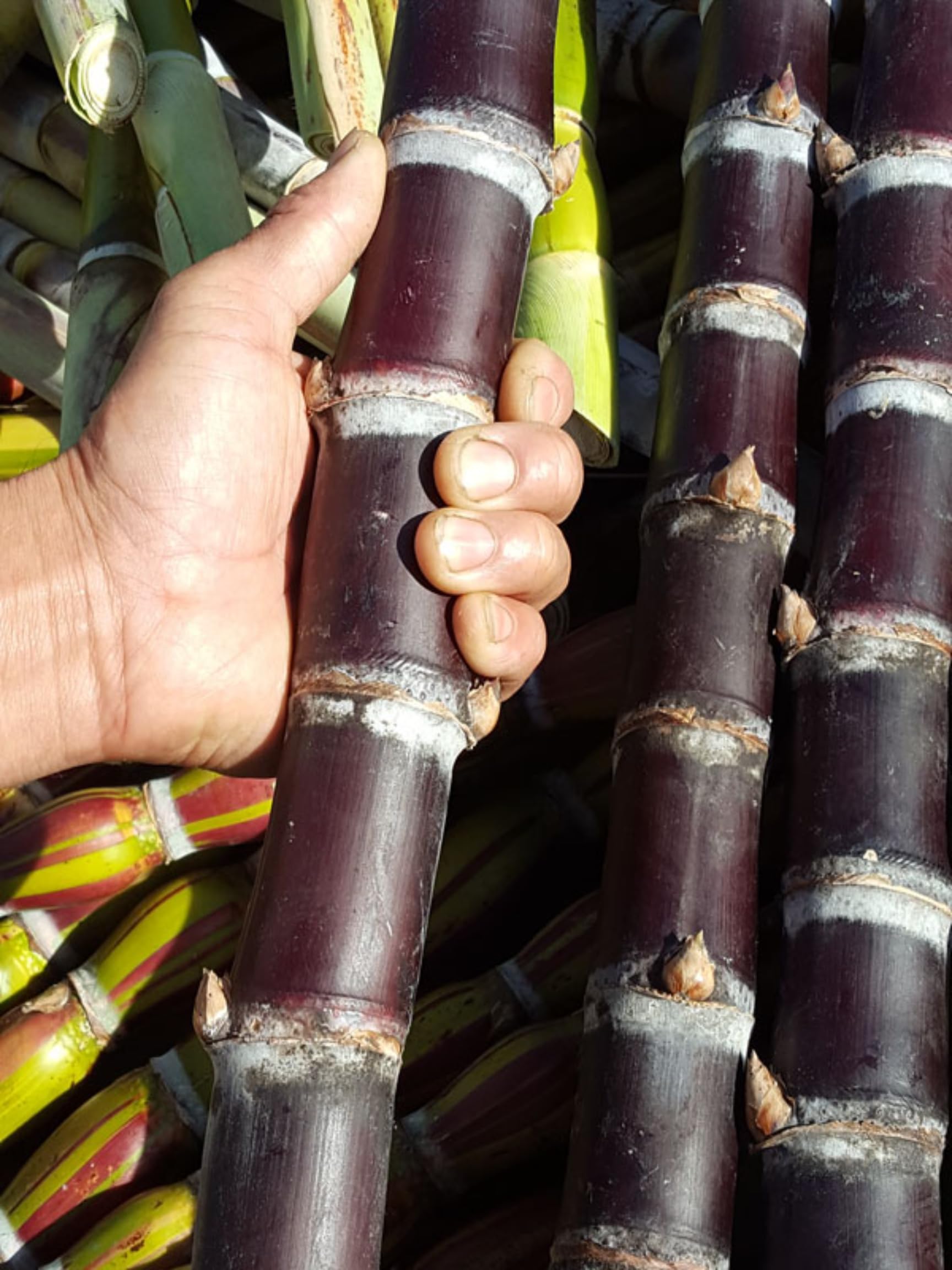 5 Sugar Cane Plants Live Rooted Cuttings Ready for Planting, 2-3" Ideal for Growing Sweet, Fresh Sugar Cane