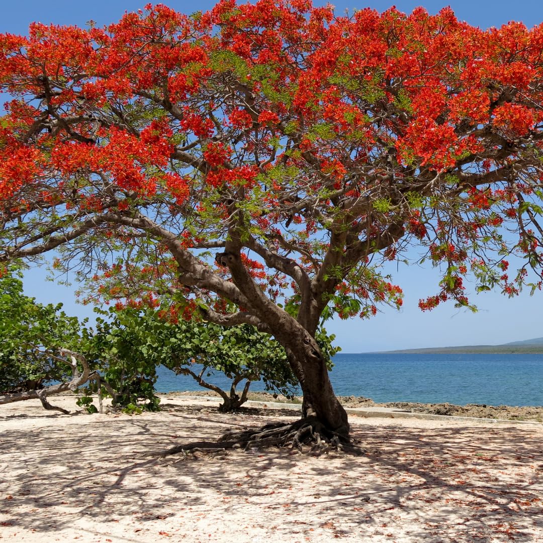 Live Royal Poinciana Tree Plant, Flamboyant Tree Live Plant, Tropical Flowering Flamboyant Tree, 2-3 Feet Tall in 1 Gallon Pot for Outdoor Landscapes, No Ship to CA
