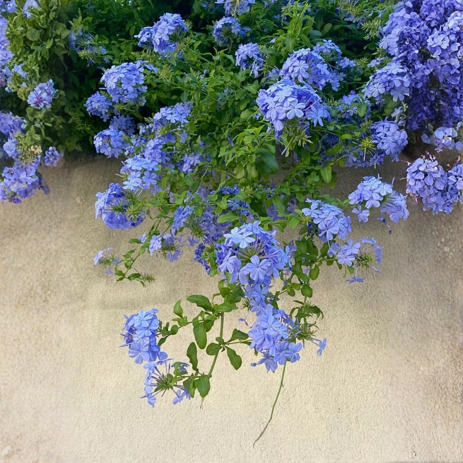 Set 4 Plumbago Plants 4–6'' Tall, Vibrant Flowering Shrubs for Garden or Containers, Well Rooted, Ready to Grow (Blue)