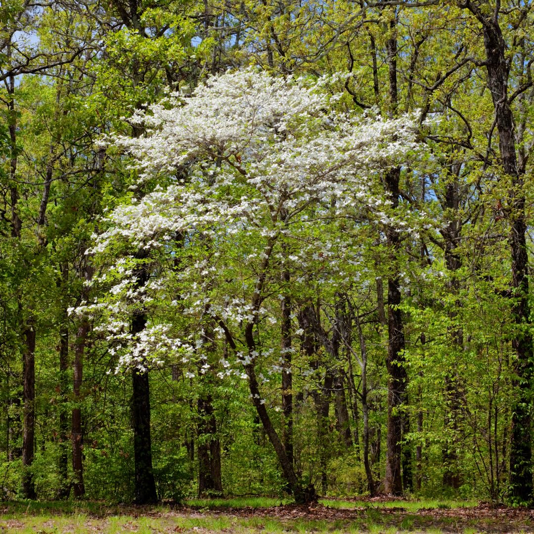 Live Dogwood Tree Plant, White Flowering Dogwood, 1 Feet Tall for Planting