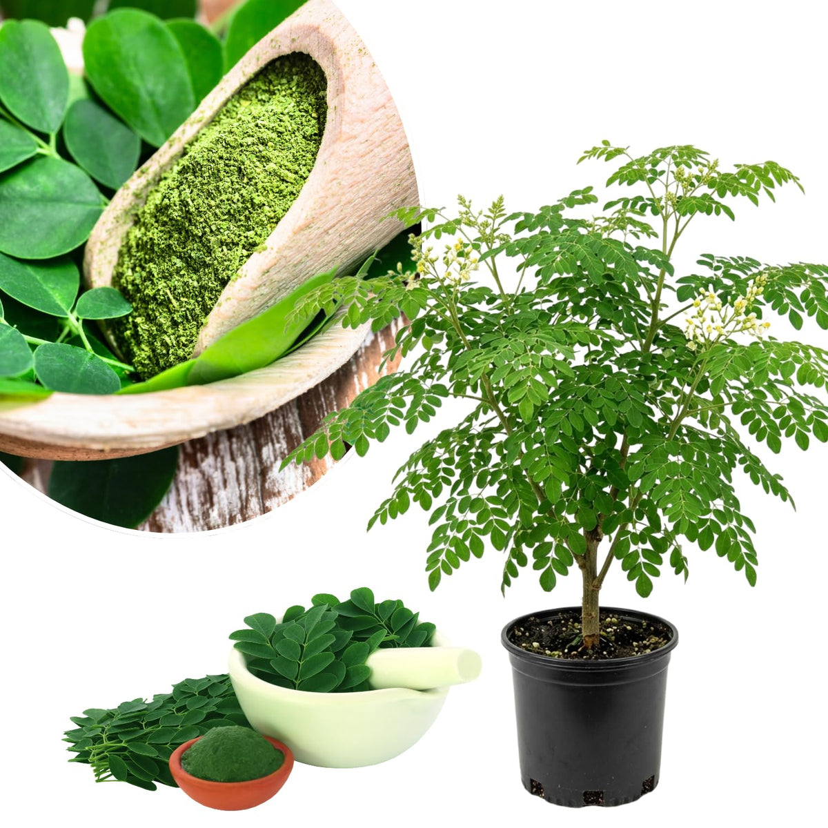 Moringa Tree Plant Live, Moringa Oleifera Drumstick Plant, 1-2 Feet Tall in Gallon Pot, Fast Growing Tree for Home Garden, No Ship to CA