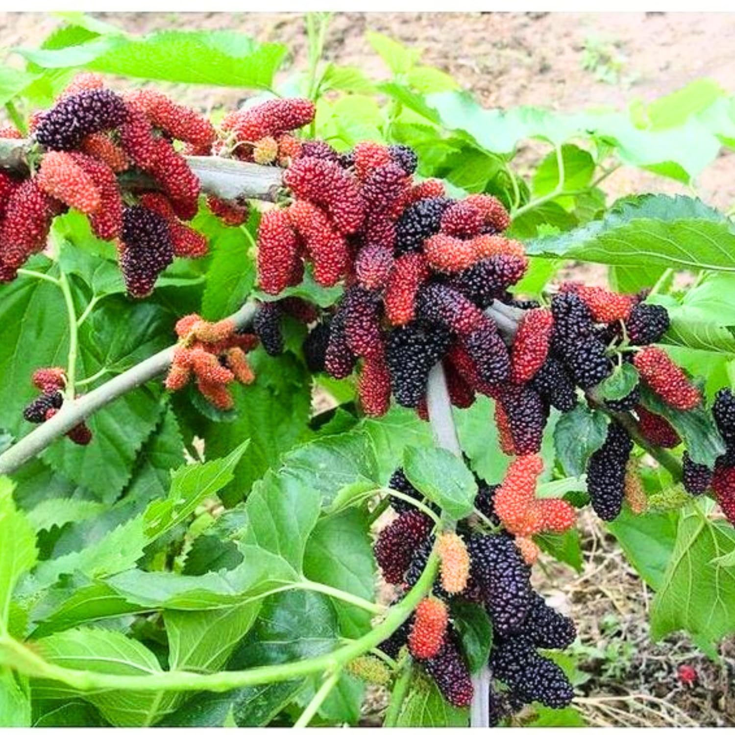 2-Pack Dwarf Mulberry Plants Live, Mulberry Fruit Trees, Hardy Mulberry Trees Live Plants, Mulberry Seedlings, 5-9 Inch Tall