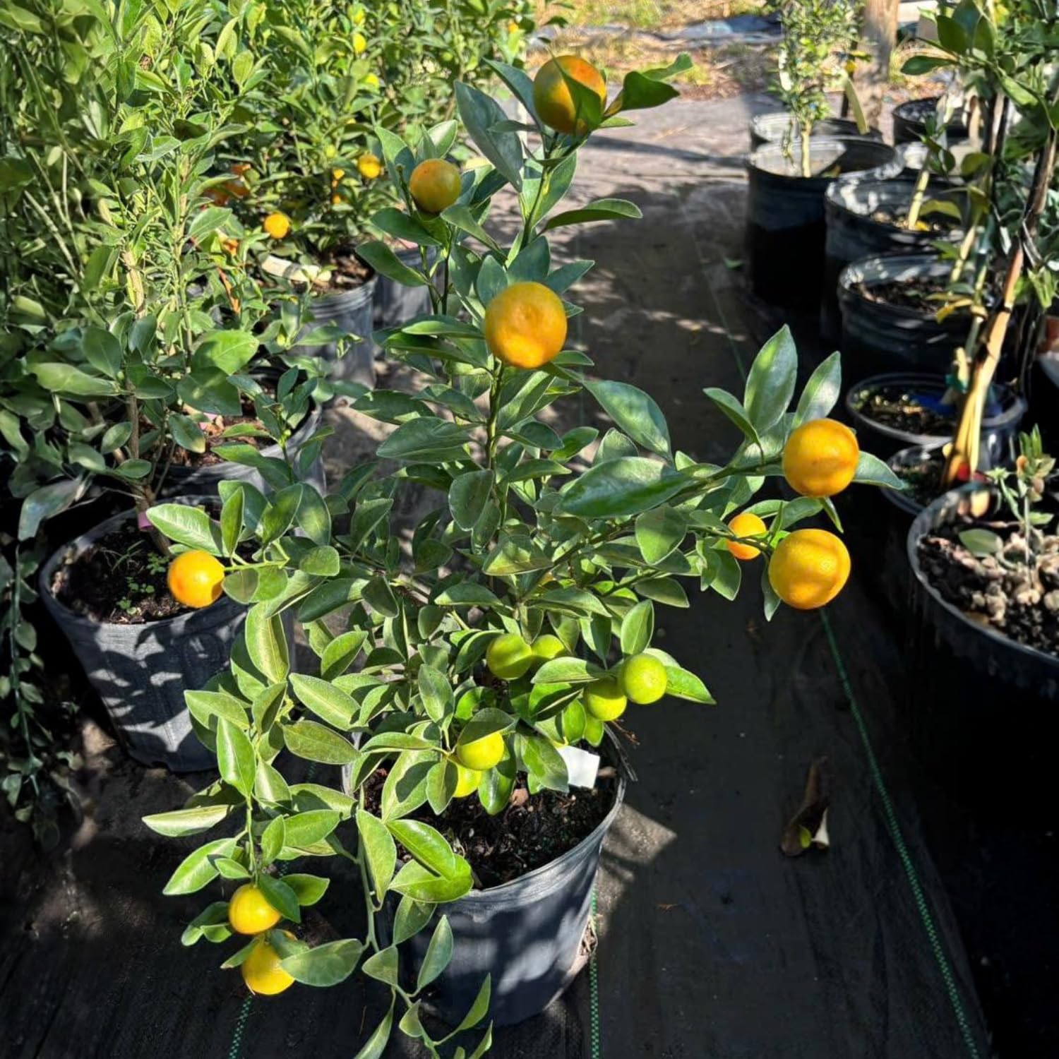 Live Calamansi Tree Plant, 3 Gallon Pot Bearing Fruit Plants, Calamondin Citrus Fruit Plant, Calamansi Kalamansi Tree for Home Patio Garden