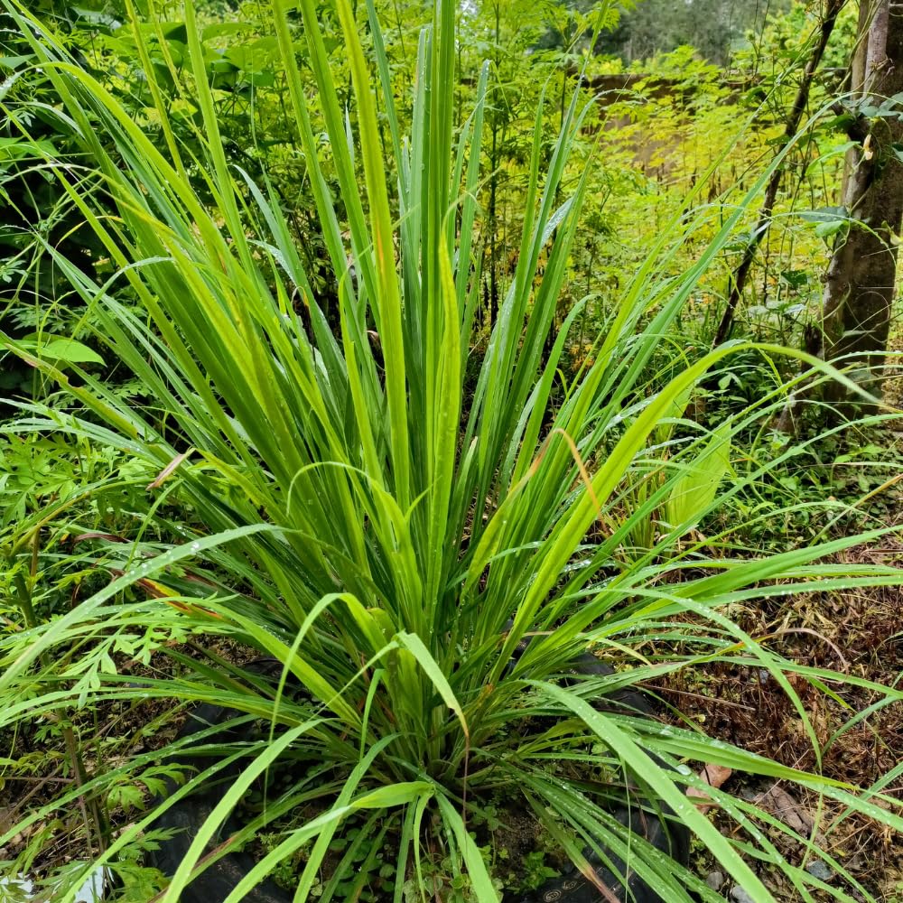 Lemon Grass Live Plant, Lemongrass Plant, 1 Gallon Pot, 1 Feet Tall, Well Rooted, Herb for Indoor Outdoor Growing, 5 Plants in Pot