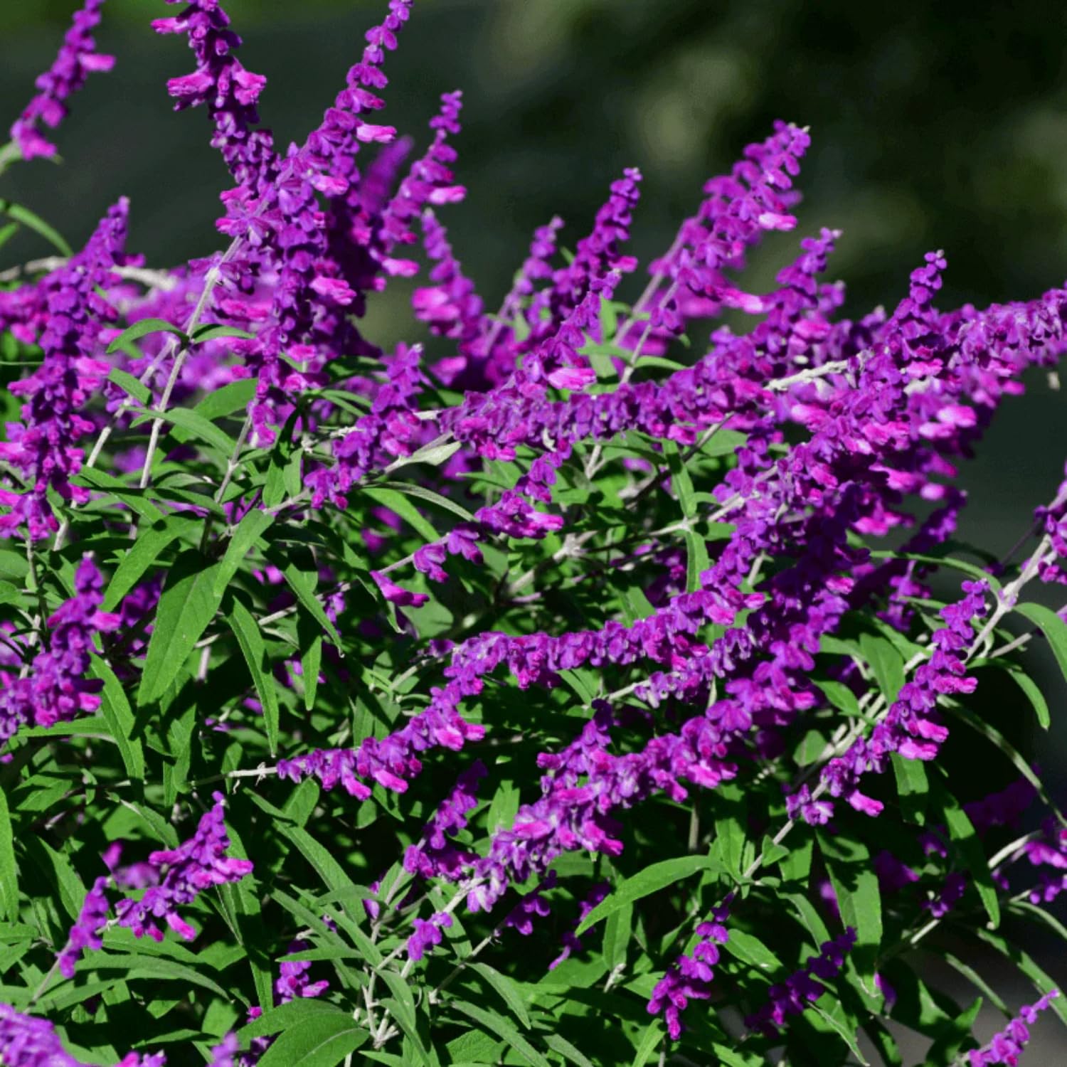 Set 3 Salvia Plants Live, Well Rooted 4-6 Inches, Vibrant, Fragrant Flowering Shrubs for Garden or Containers (Light Purple)