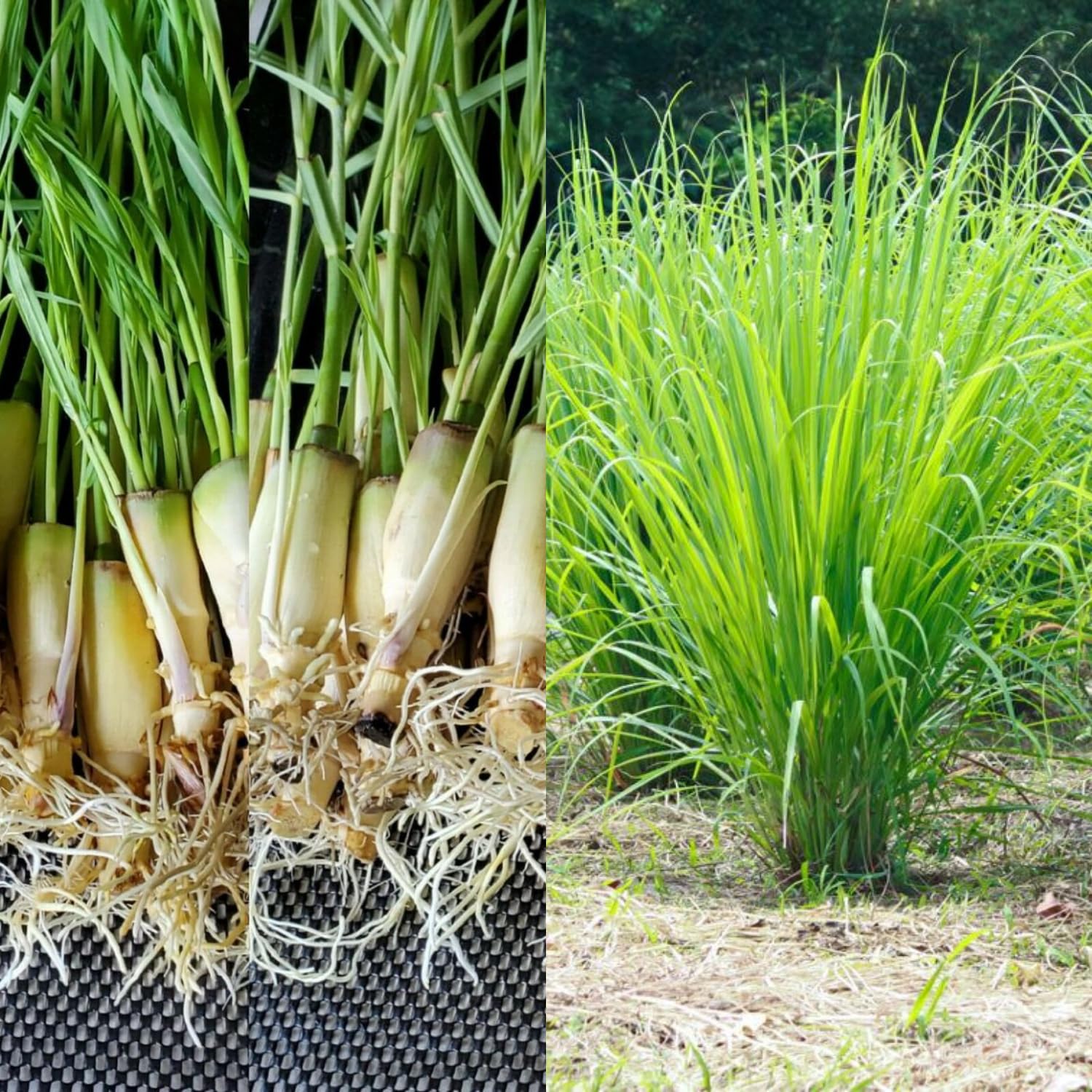 6 Live Lemongrass Plants Stalks Rooted, Hardy Fragrant Lemon Grass Herb for Planting Indoor Outdoor
