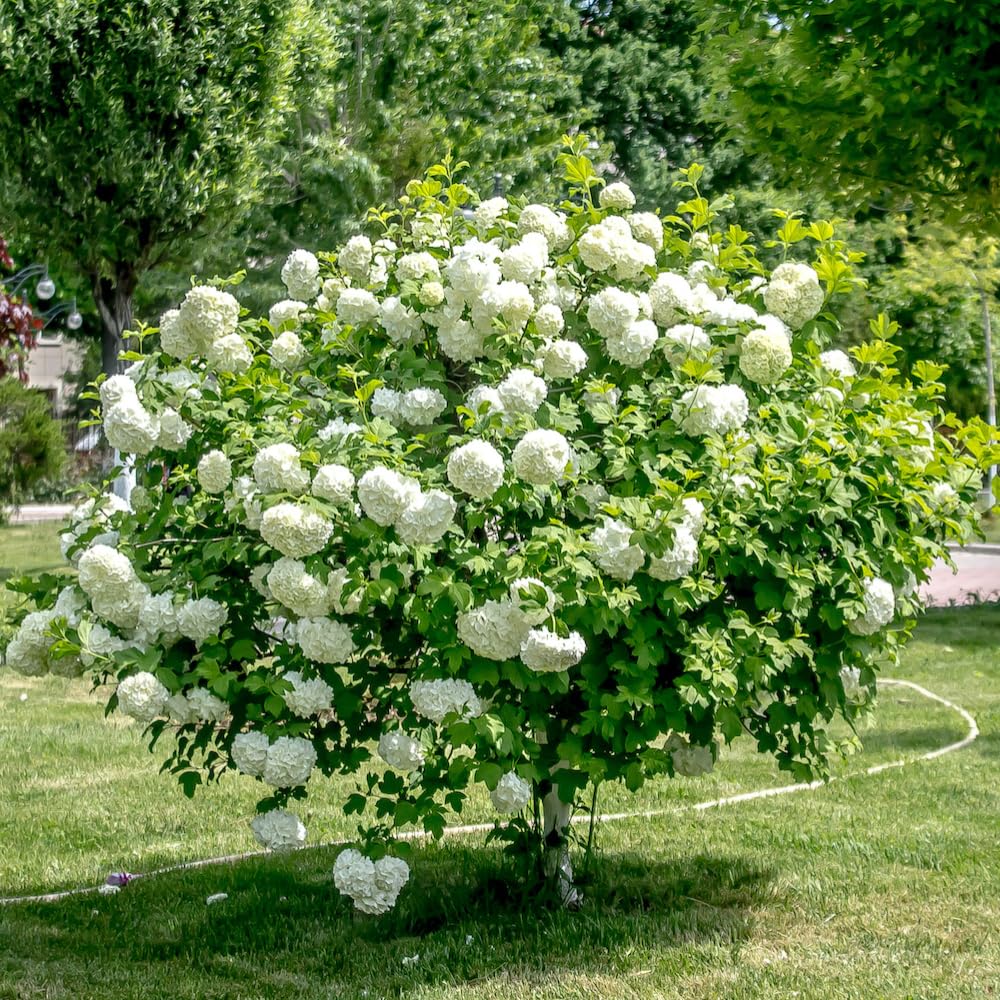 Set of 2 Snowball Viburnum Bare Root Plants, 1-2 Feet Tall, Hardy Flowering Shrubs with White Blooms for Outdoor Planting