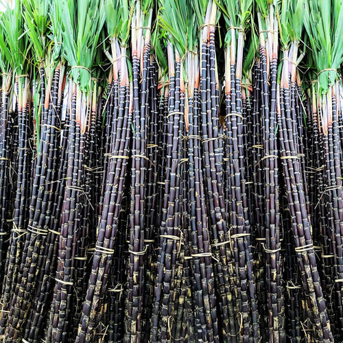 20 Purple Sugar Cane Plants Live, Sugarcane Cuttings 2-3 Inch, Well-Rooted Sweet Sugar Cane Plants for Outdoor Growing, No Ship to CA