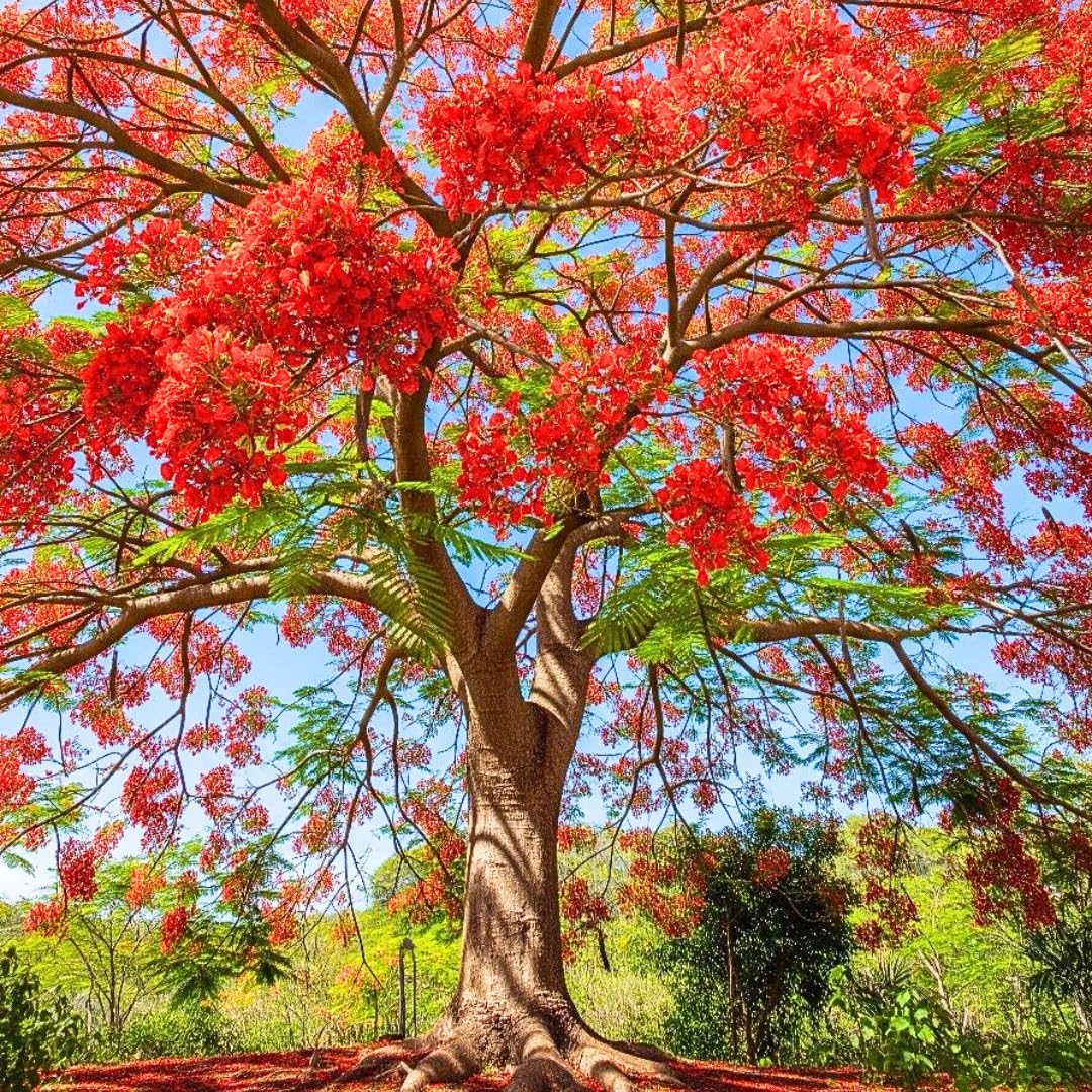 Live Royal Poinciana Tree Plant, Flamboyant Tree Live Plant, Tropical Flowering Flamboyant Tree, 2-3 Feet Tall in 1 Gallon Pot for Outdoor Landscapes, No Ship to CA