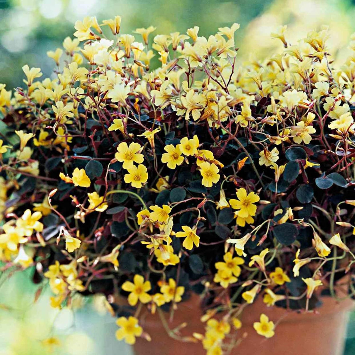 Oxalis Triangularis Live Plant, Burgundy Shamrock Houseplant with Yellow Flowers, 4-9" Tall