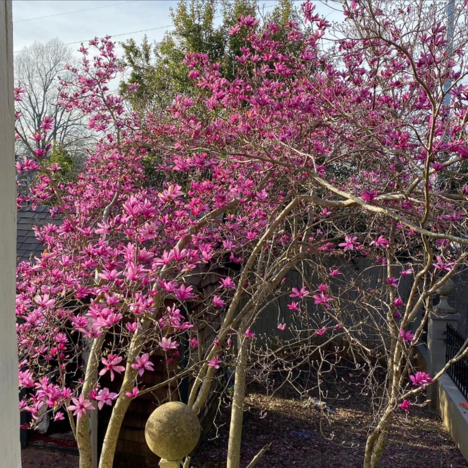 Jane Magnolia Live Plant, 3 Gallon Pot, 2–3 Ft Tall, Flowering Tree with Pink Purple Blooms for Patio or Landscape, No Ship to CA