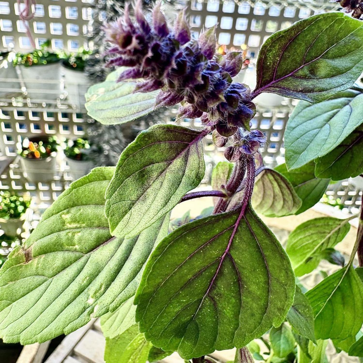 2 Blue Basil Plants Live, Herb Plant Live, Basil Live Plant Well Rooted from 3 to 7 Inc in Height